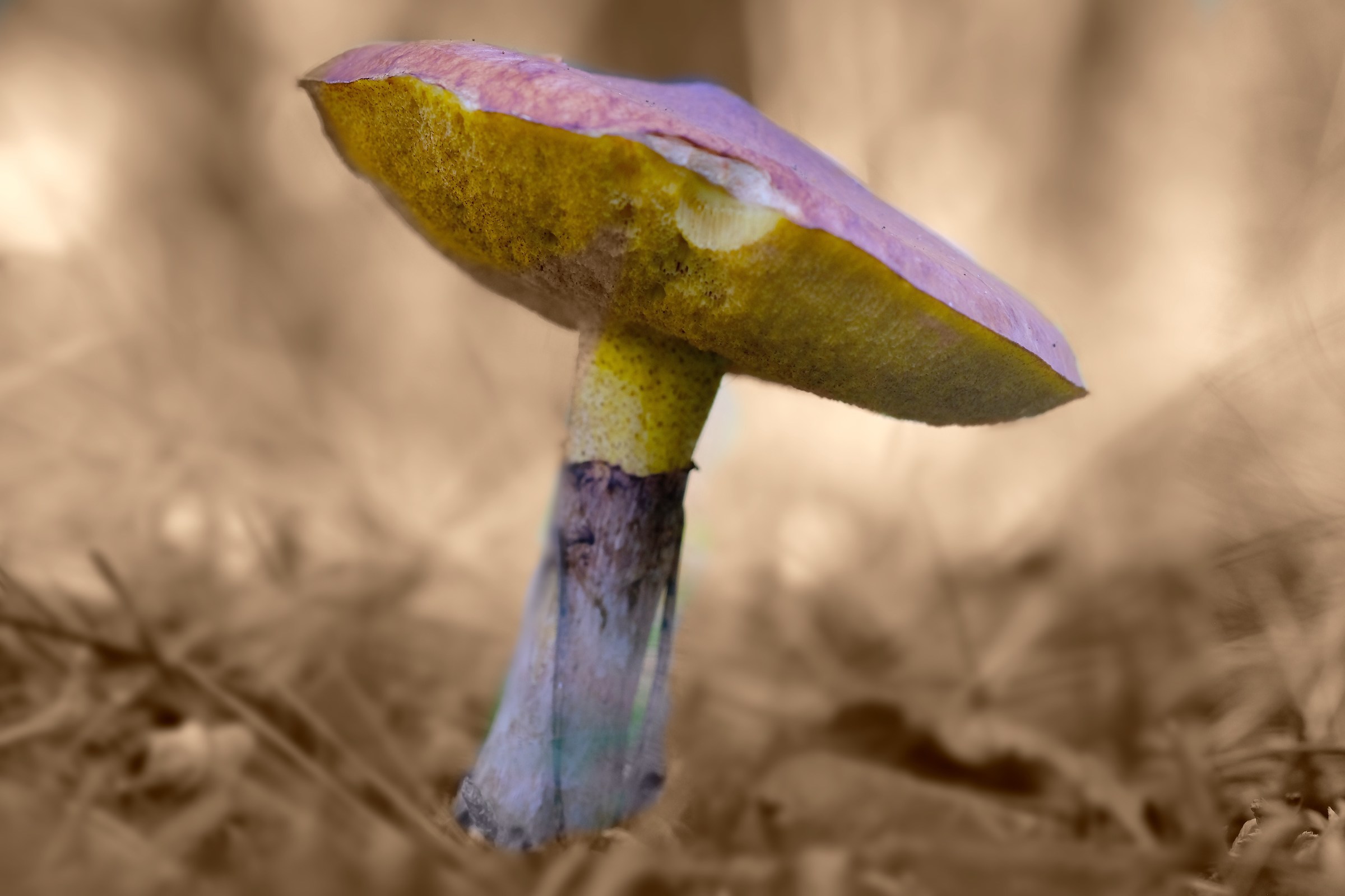 mushroom