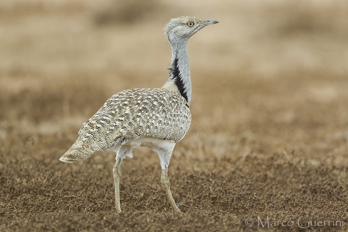 Houbara