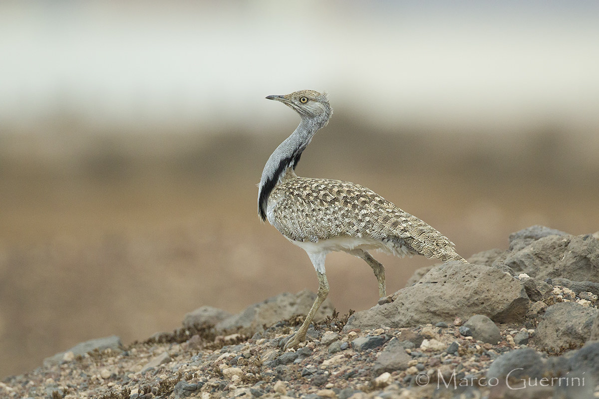 Houbara