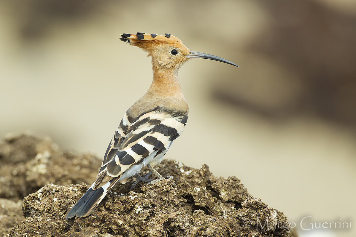Hoopoe