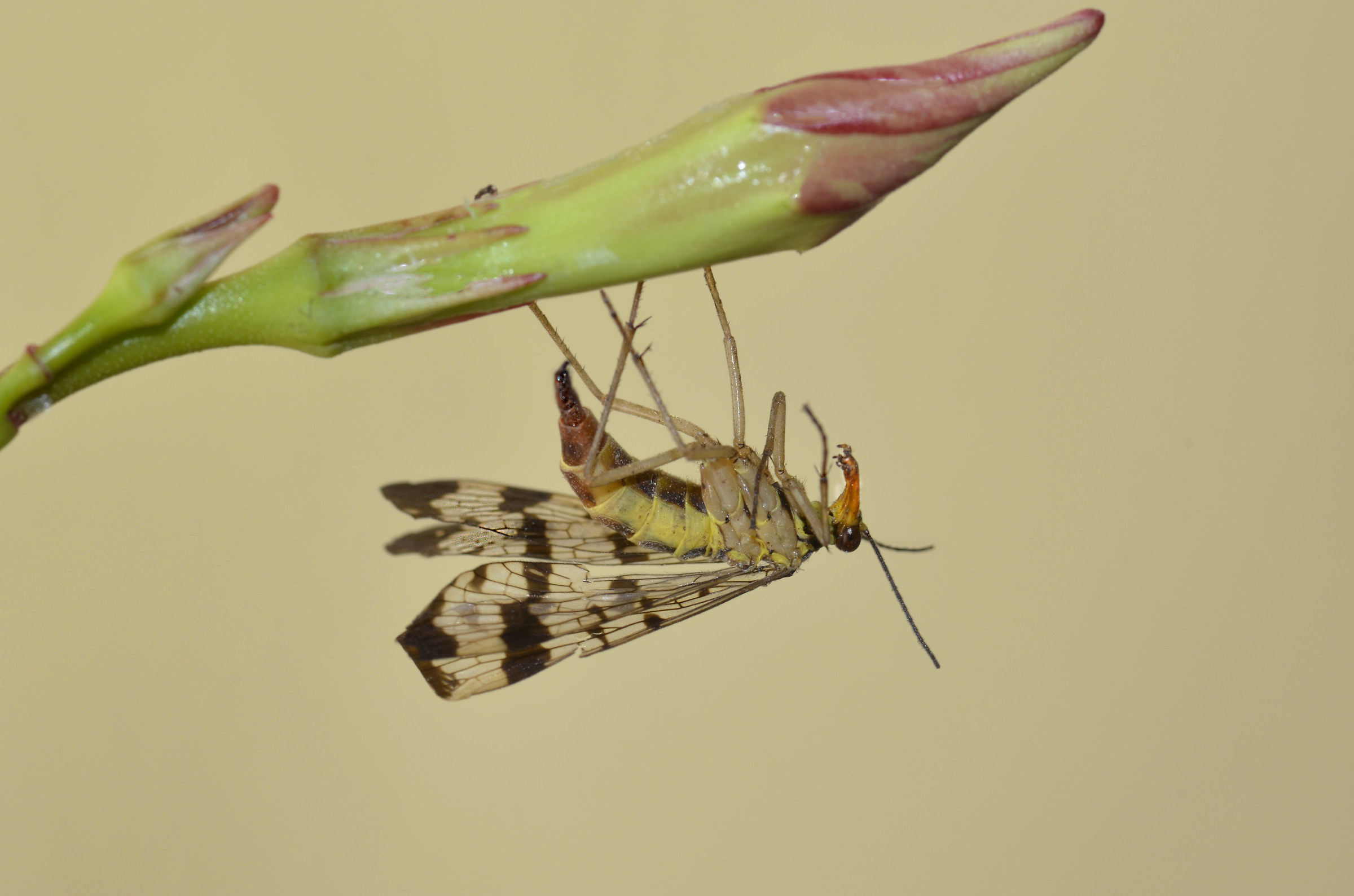 panorpa communis (femmina)