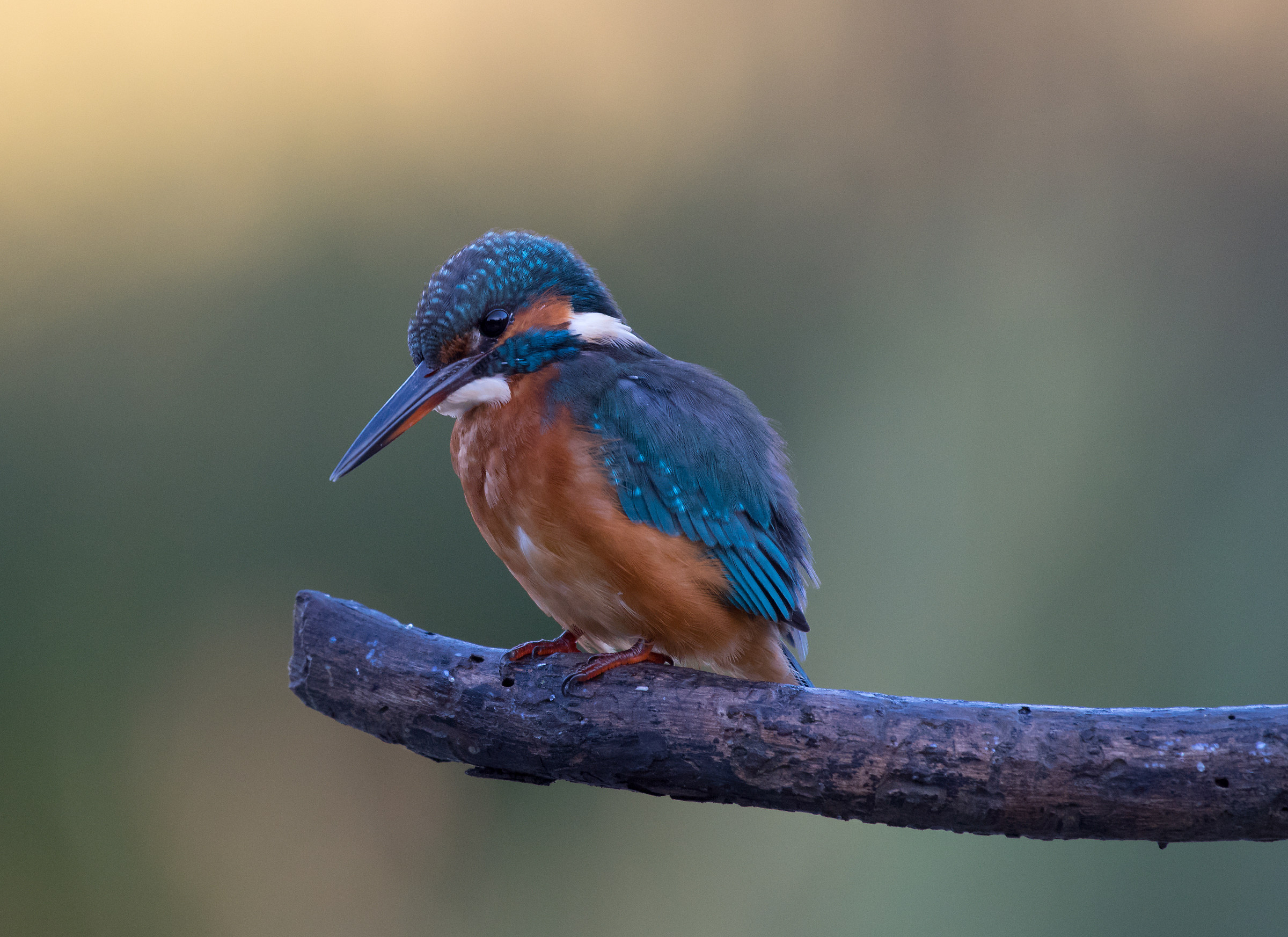 Kingfisher