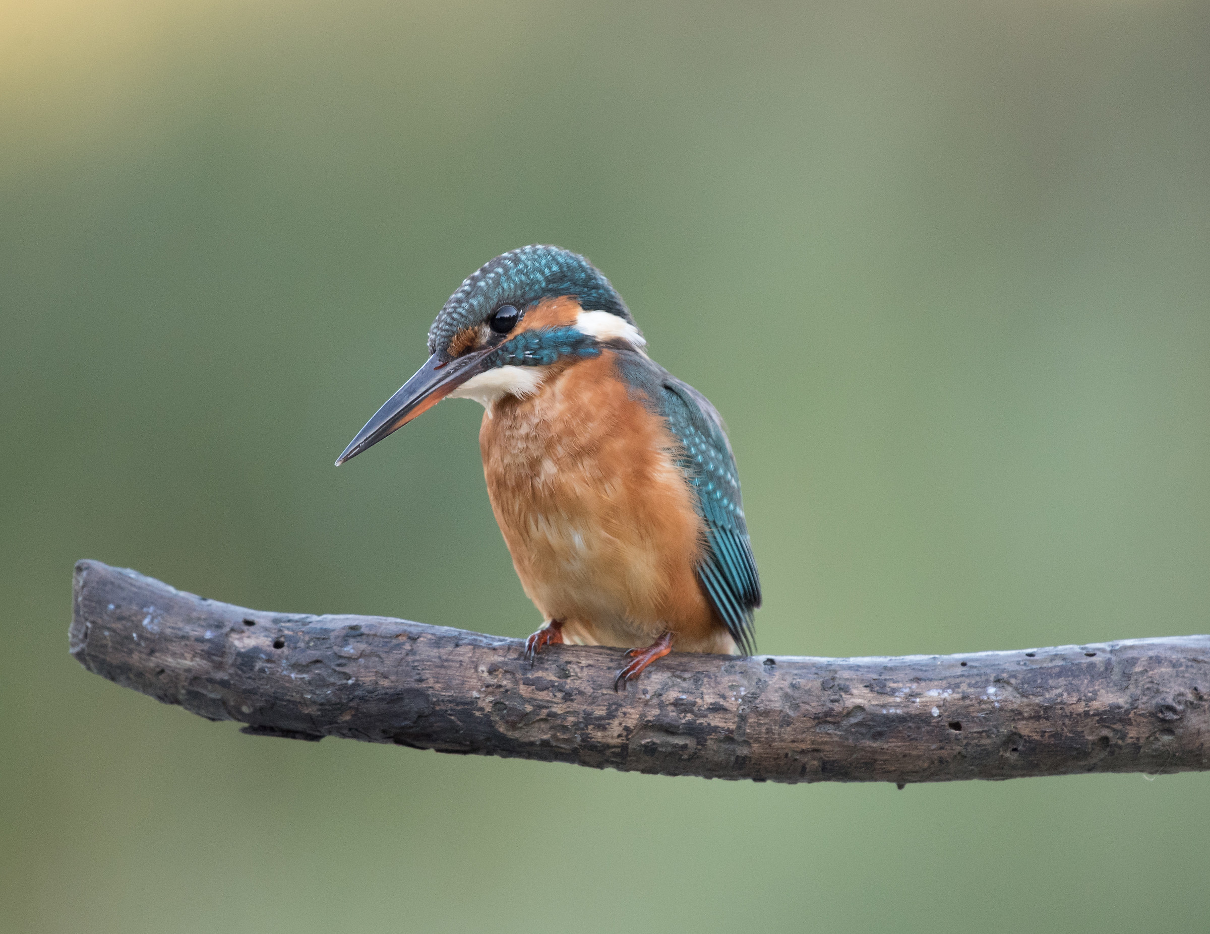 Kingfisher