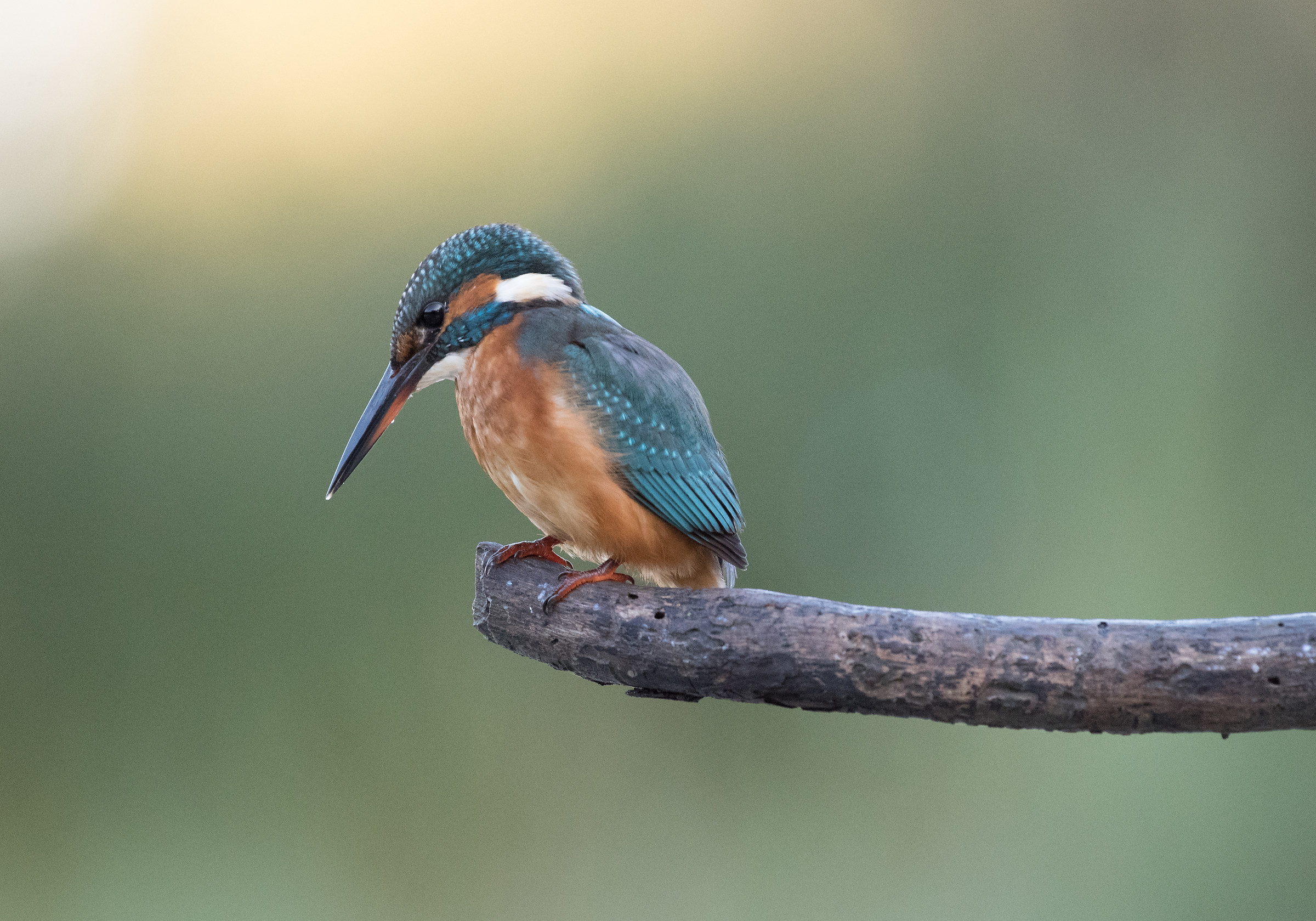 Kingfisher