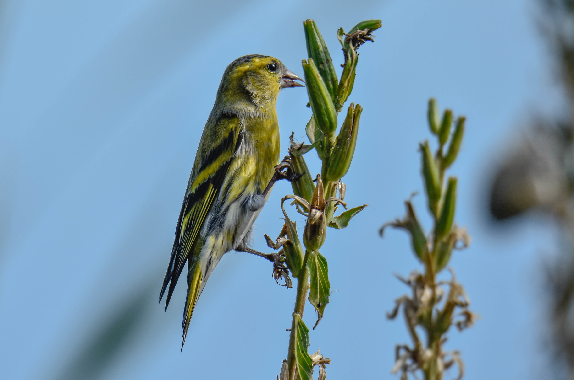 Siskin