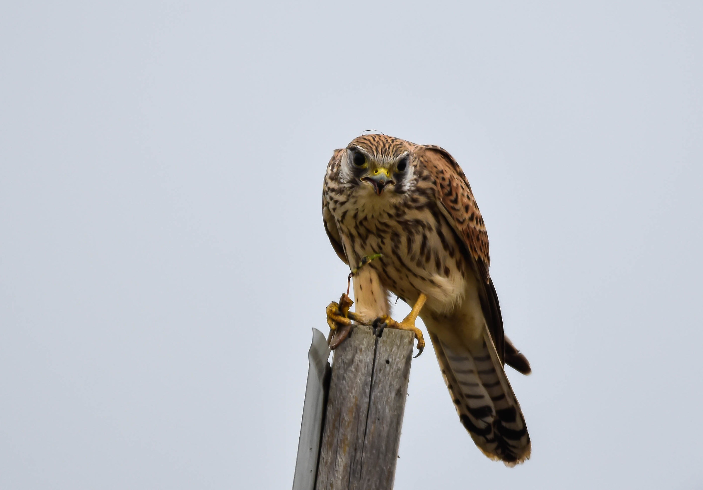 Kestrel