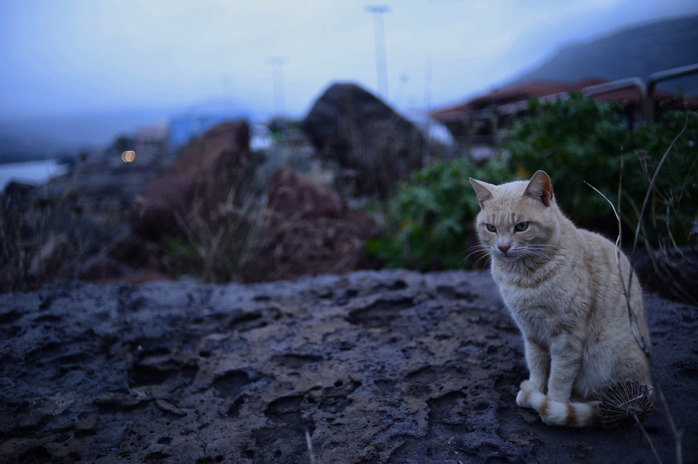 Un gatto ha nove code?