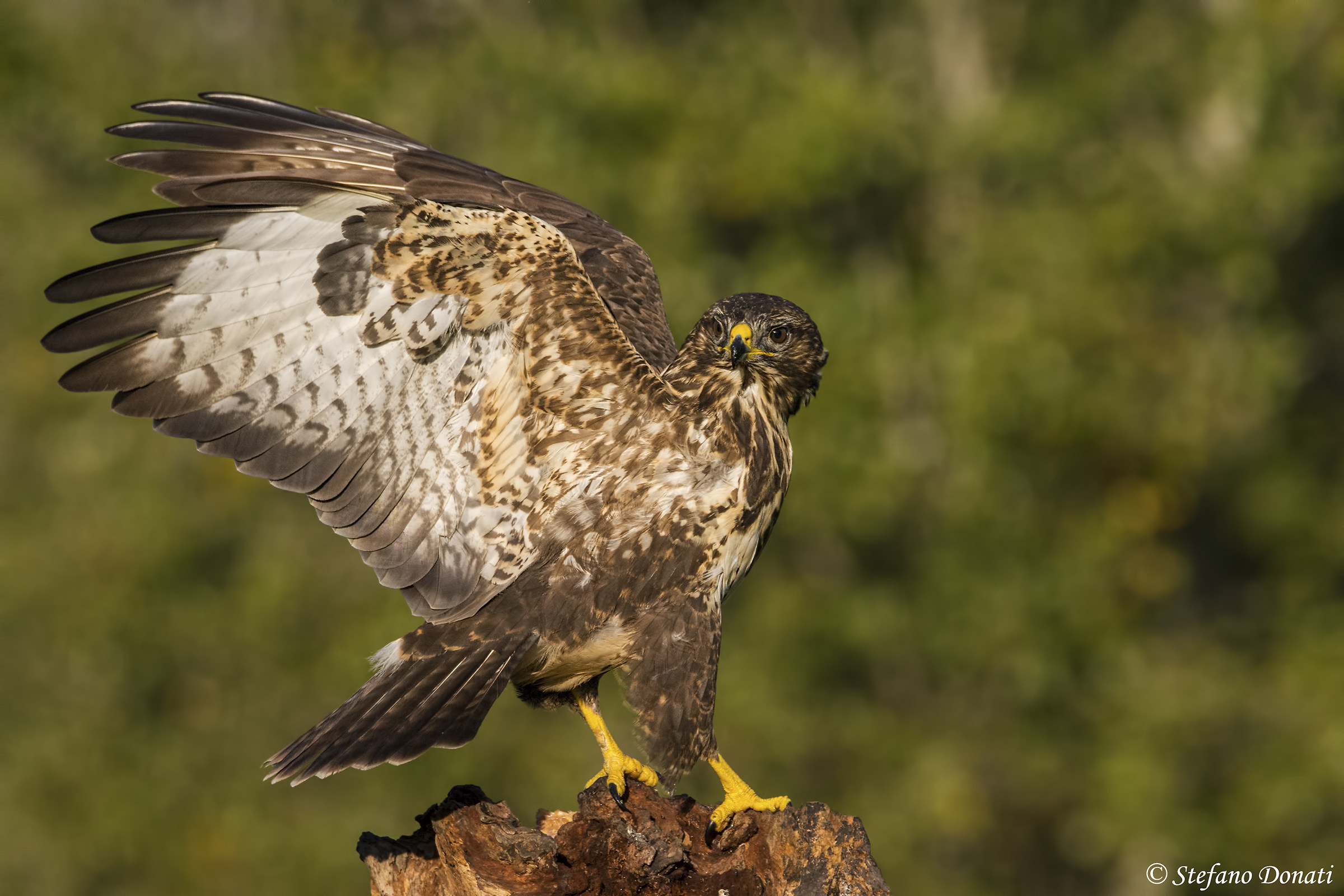 Buzzard