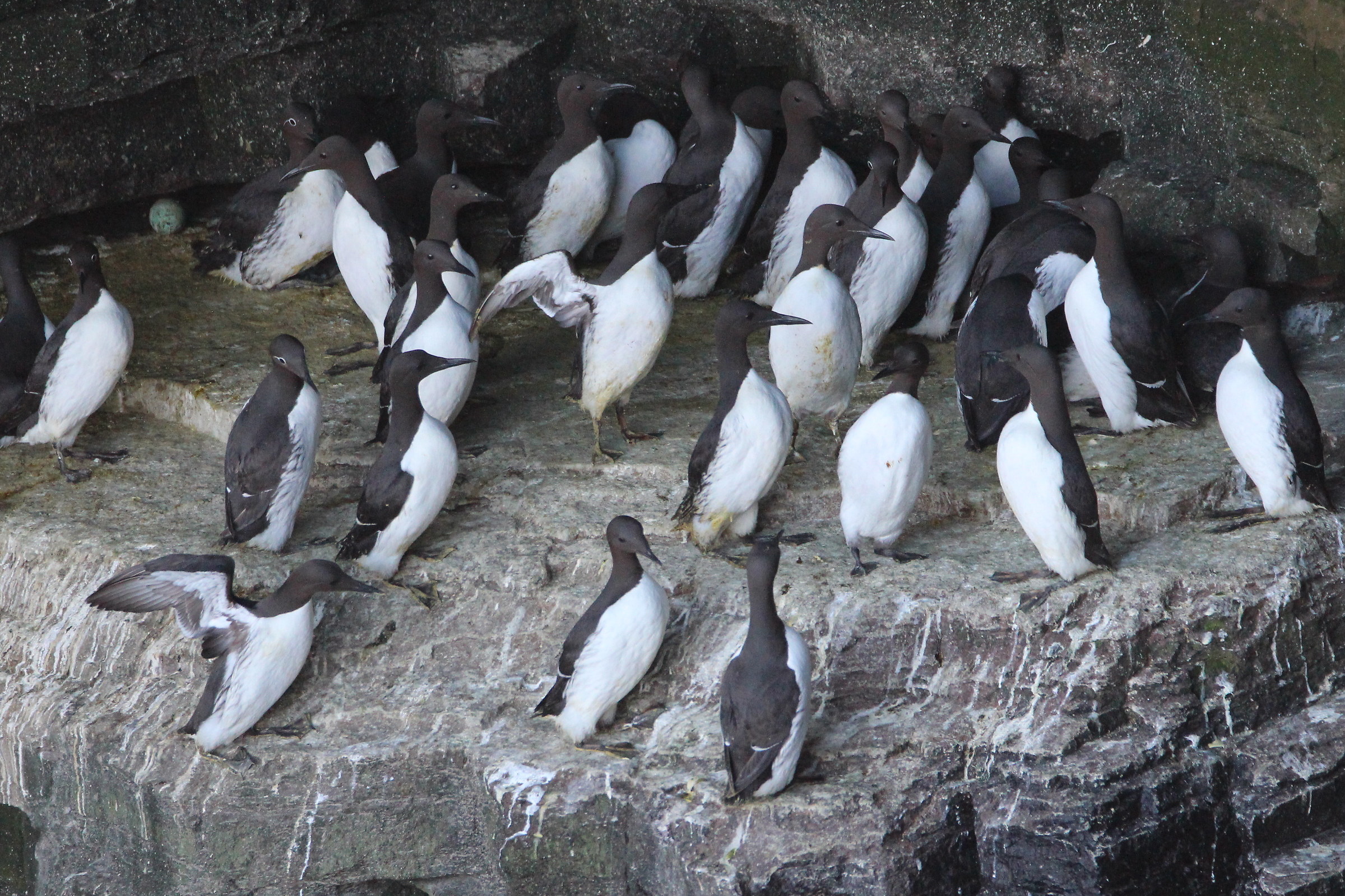 guillemots