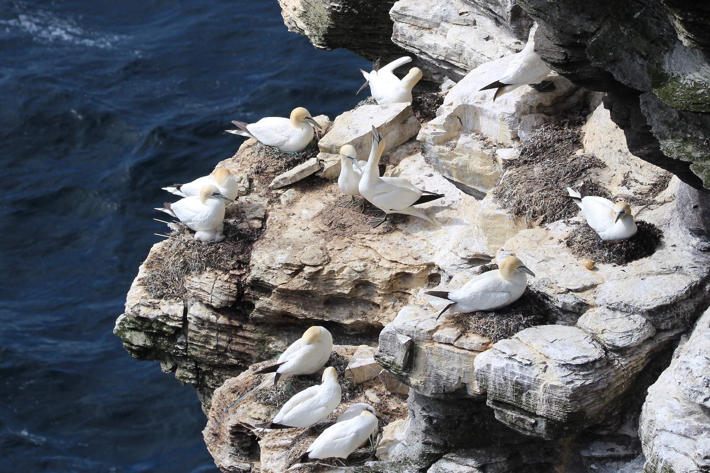 gannets