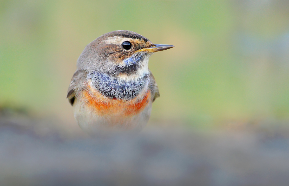 Bluethroat