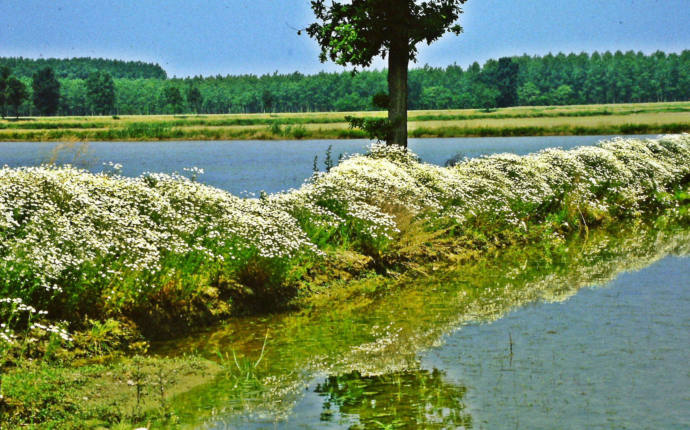 474 - padanità - MI Viboldone dintorni, risaie