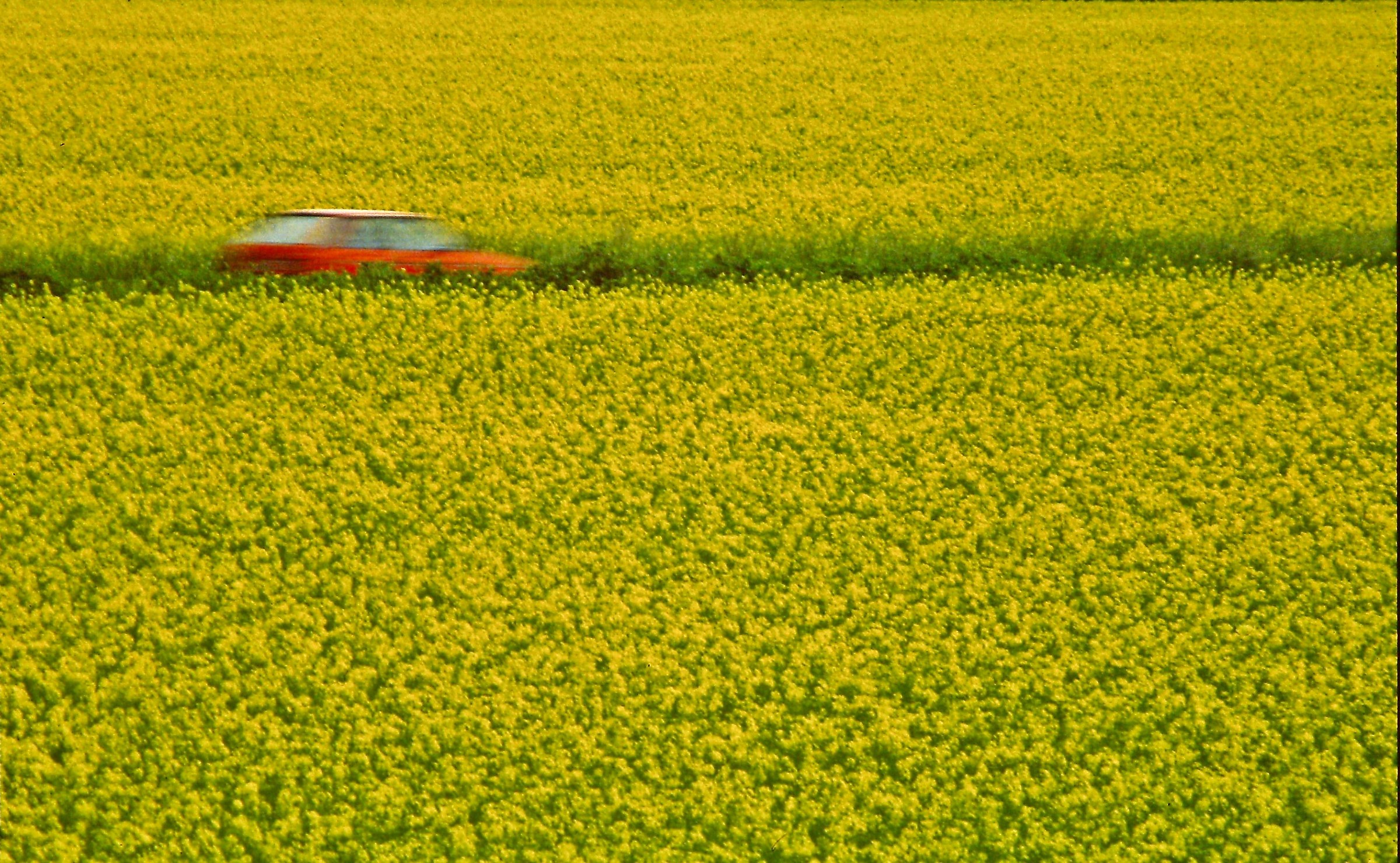 495 - fuga nel giallo - MI Milano quartiere Vialba