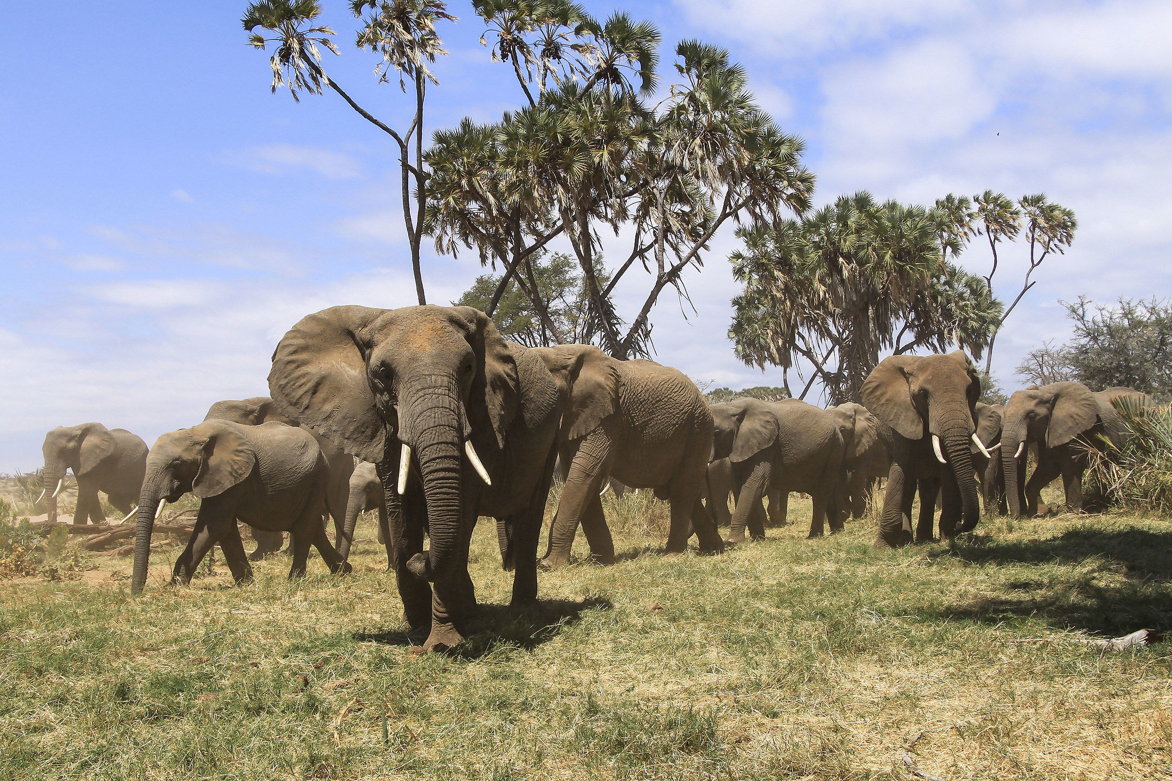 The long march of elephants