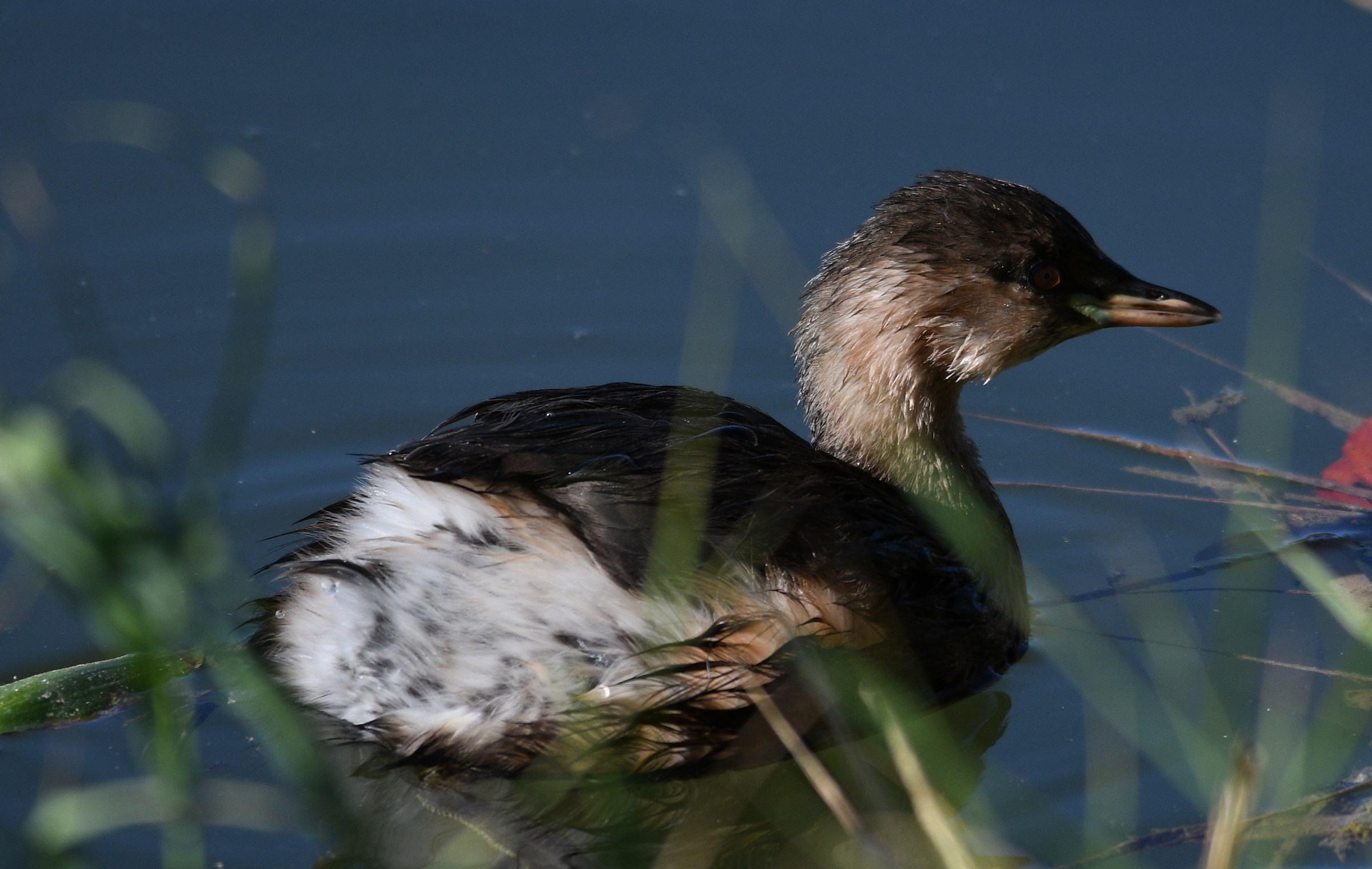 Little Grebe