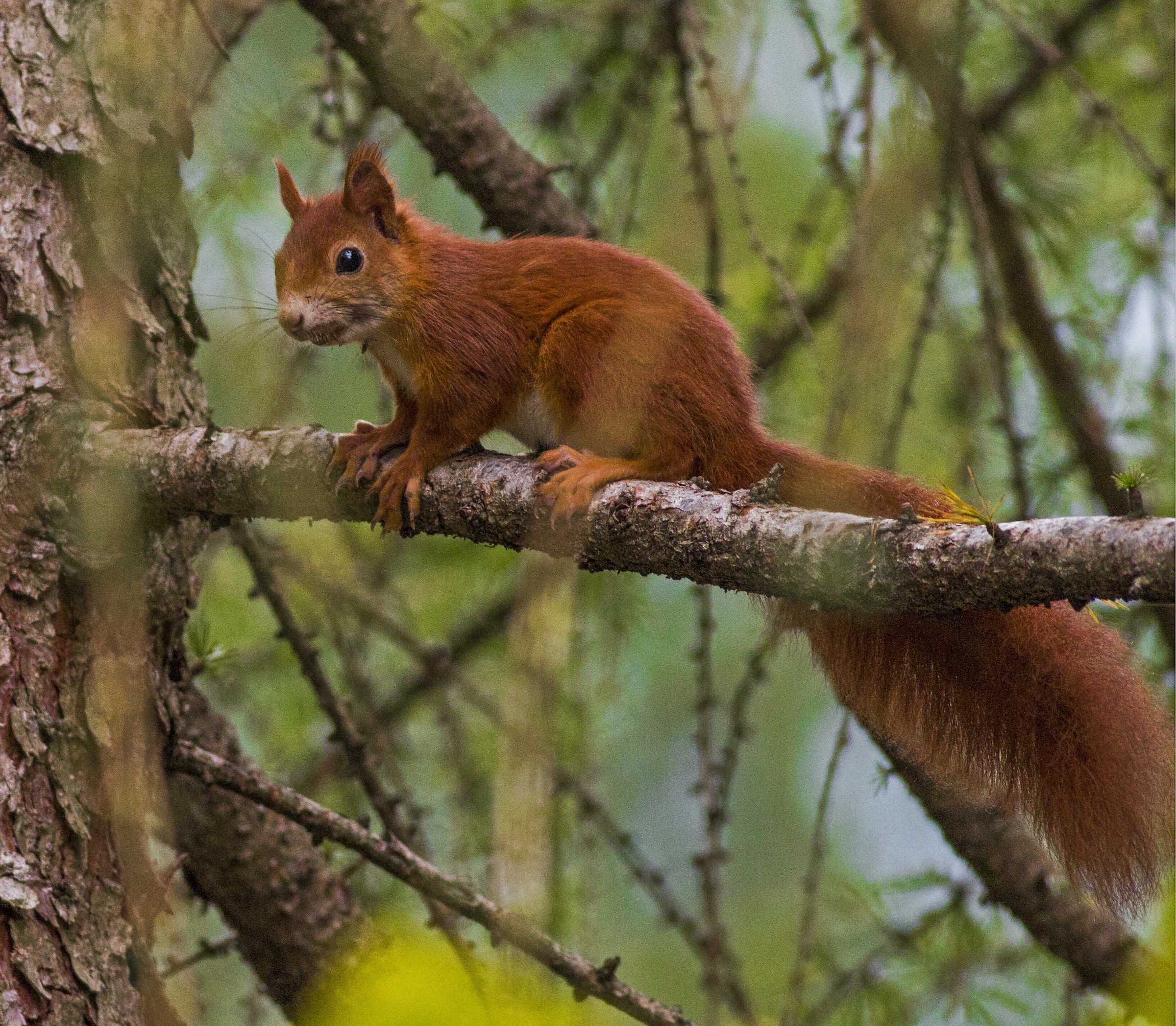 Red squirrel
