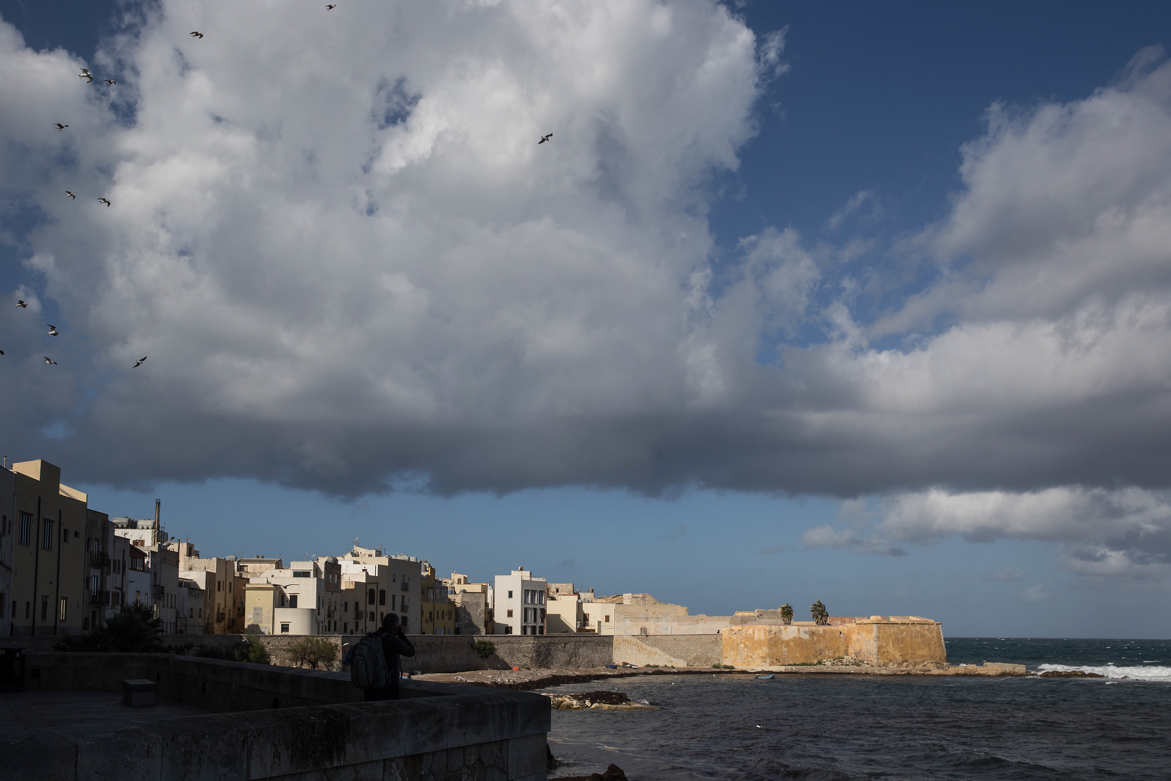 The gulls of Trapani