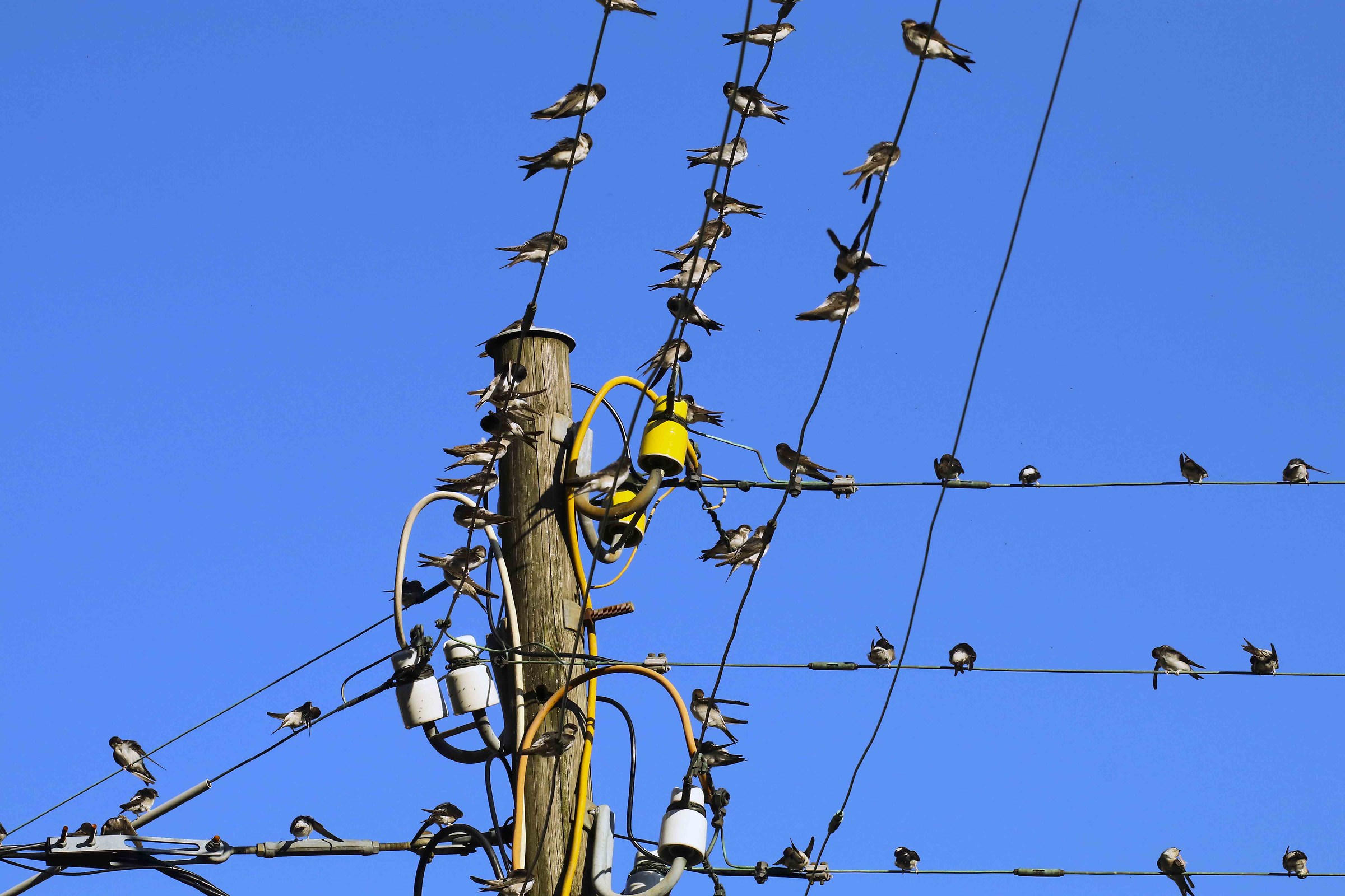 Swallows started ...