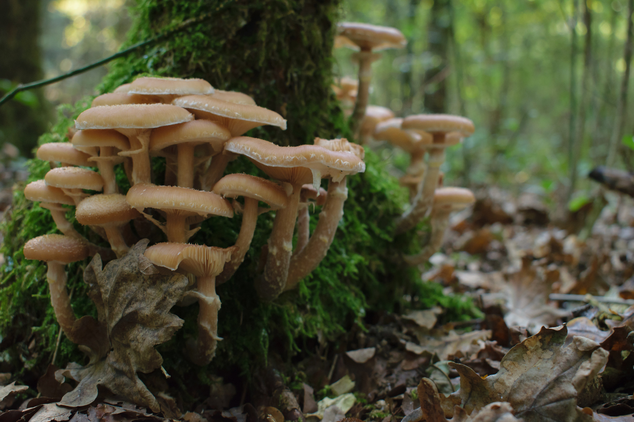 Attached to the tree