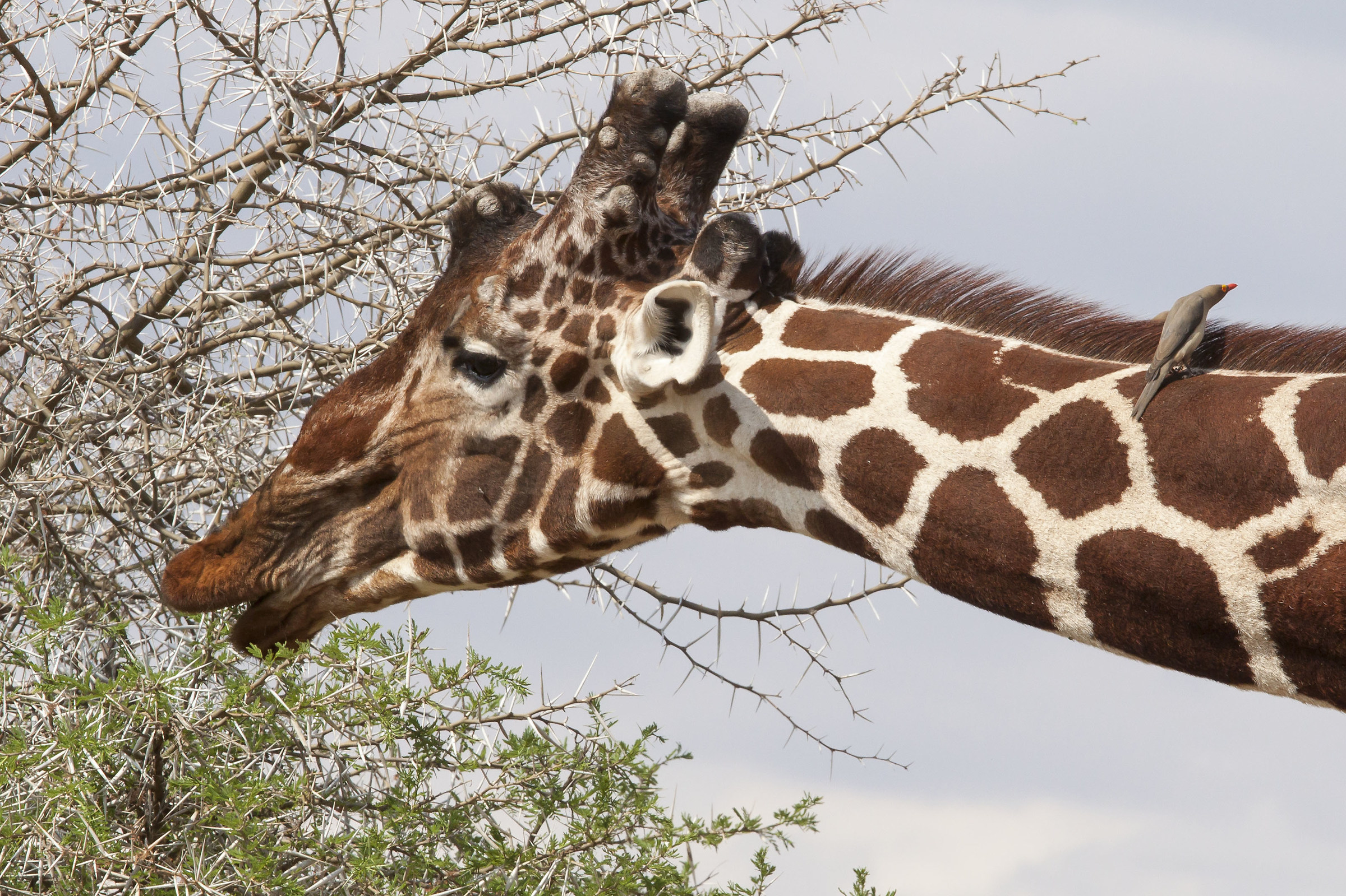 A little acacia .. but right "two leaves"