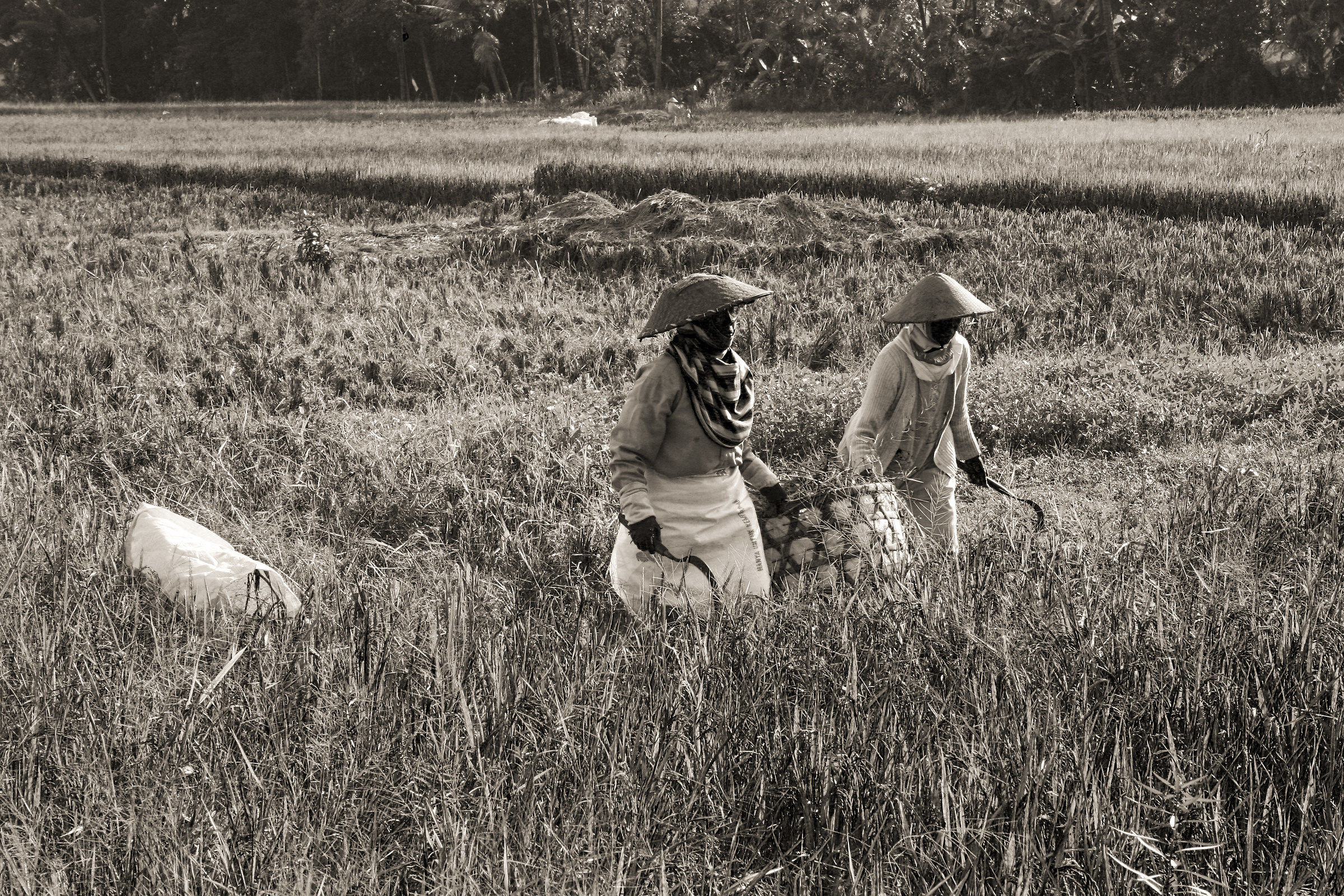 le spigolatrici..di Bali!