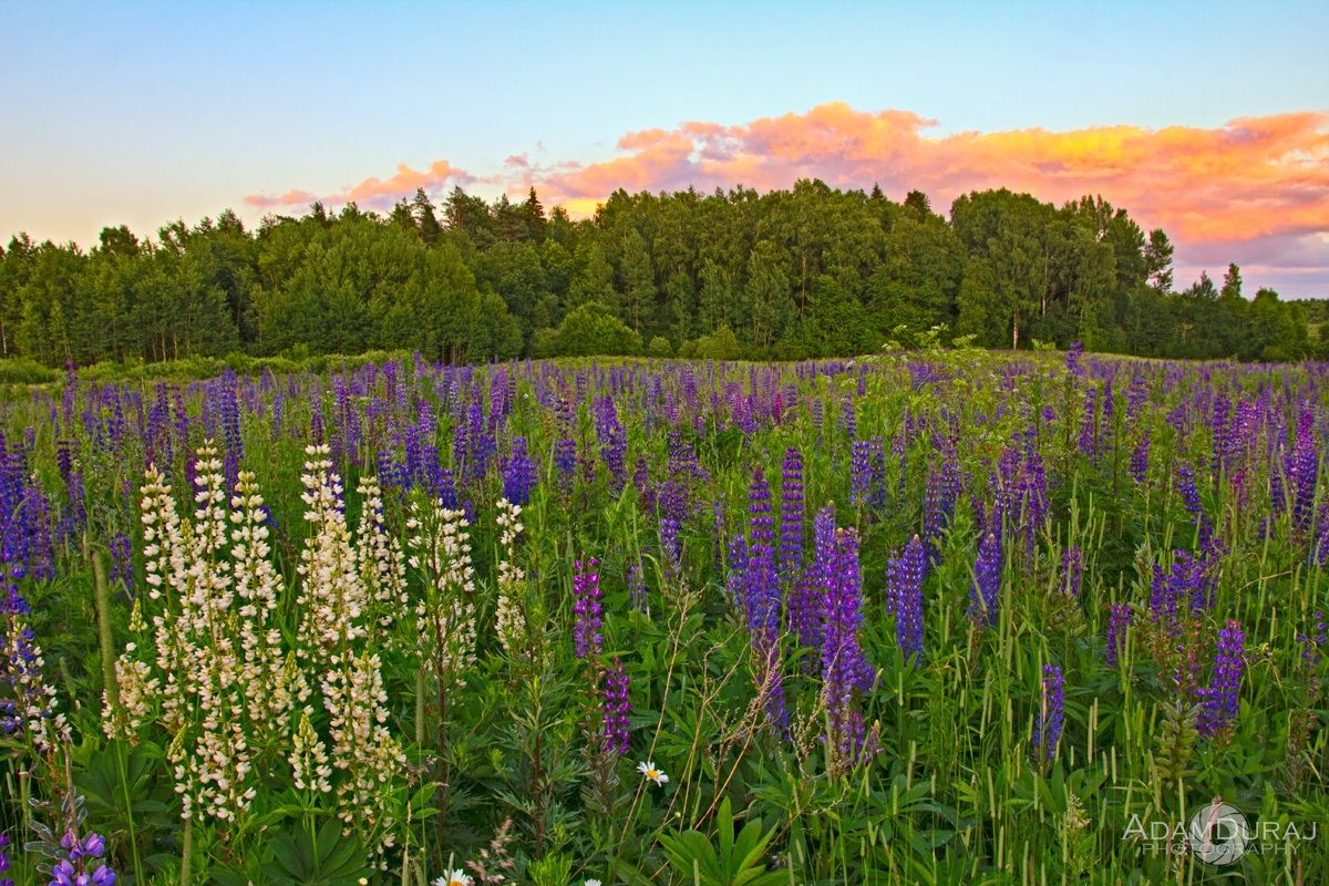 Lupins