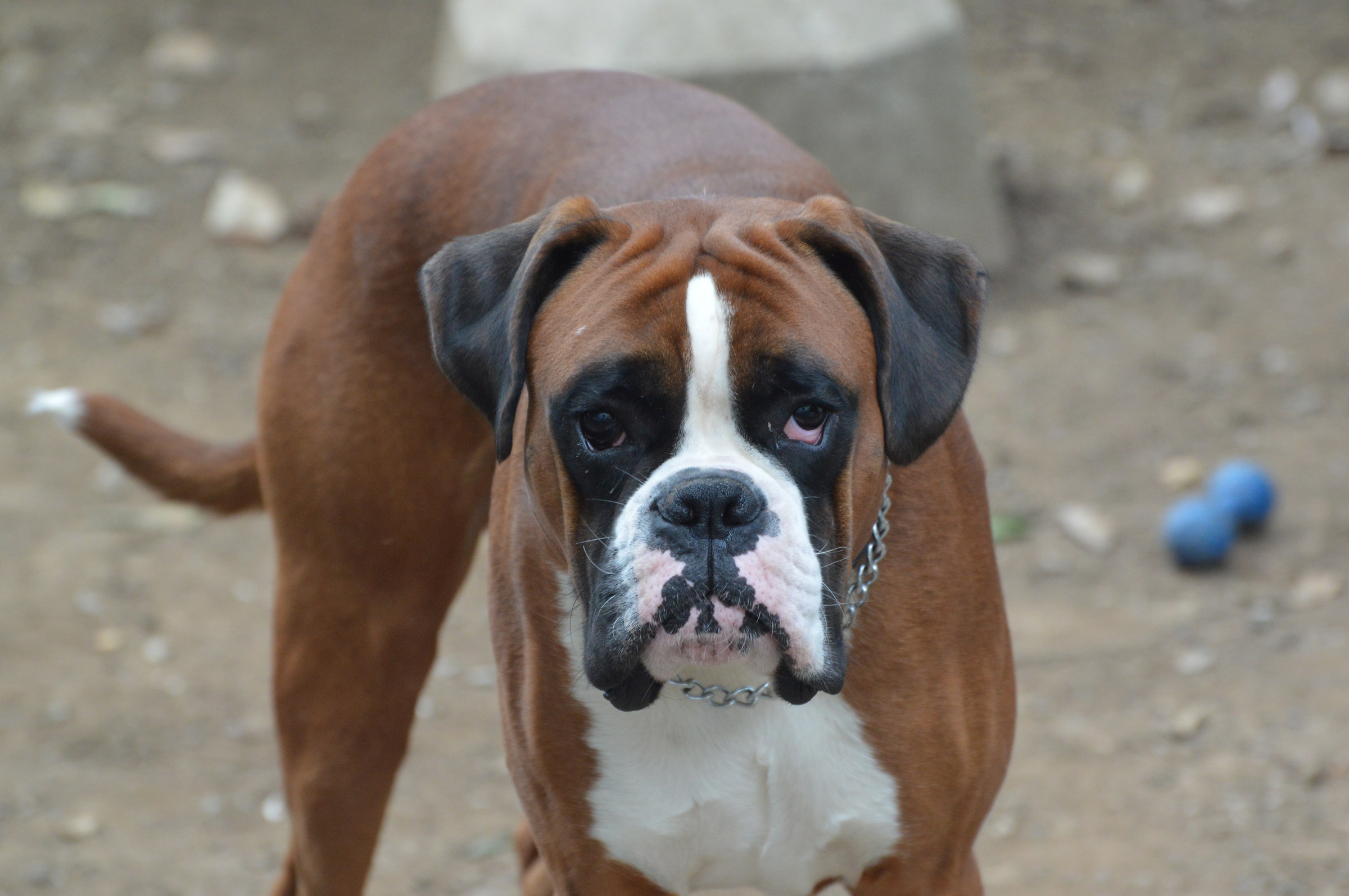 Boxer