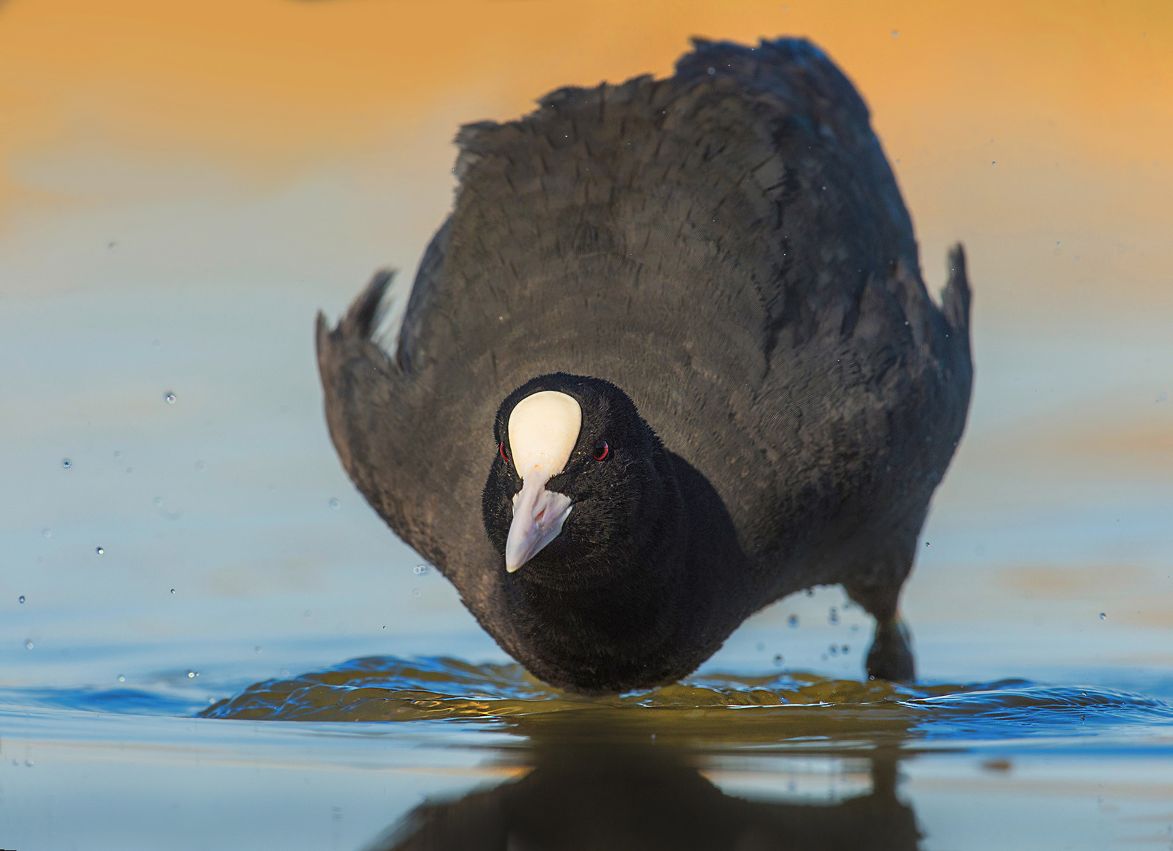 coot