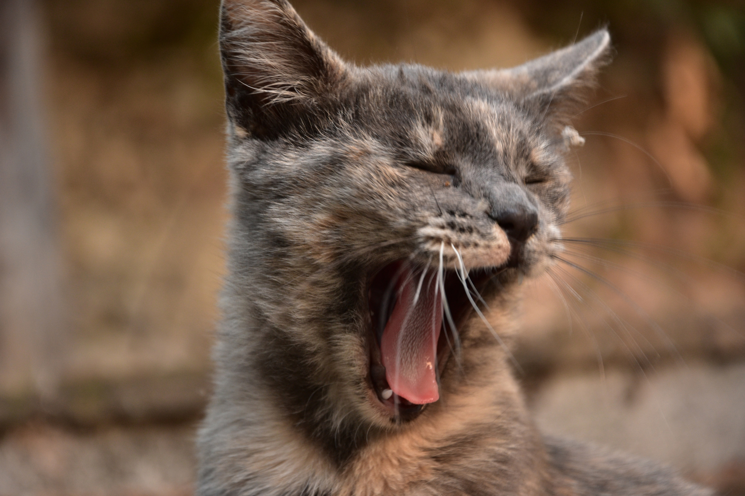 Basta con ste fotooo!!