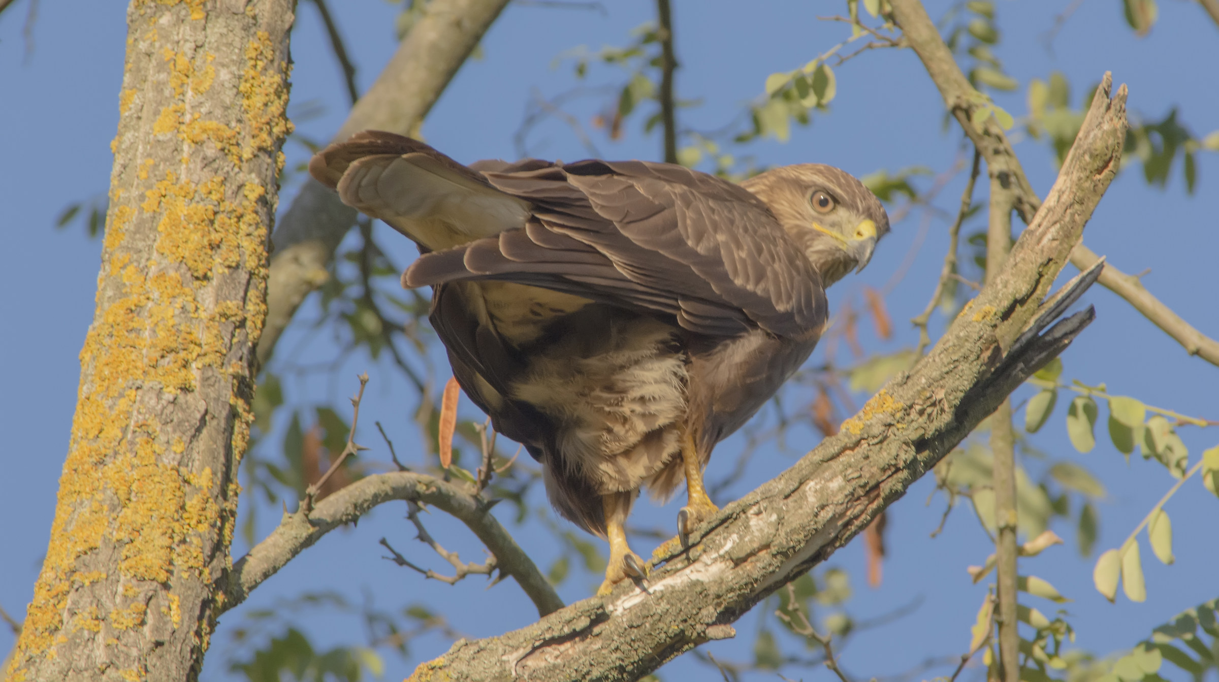 Buzzard