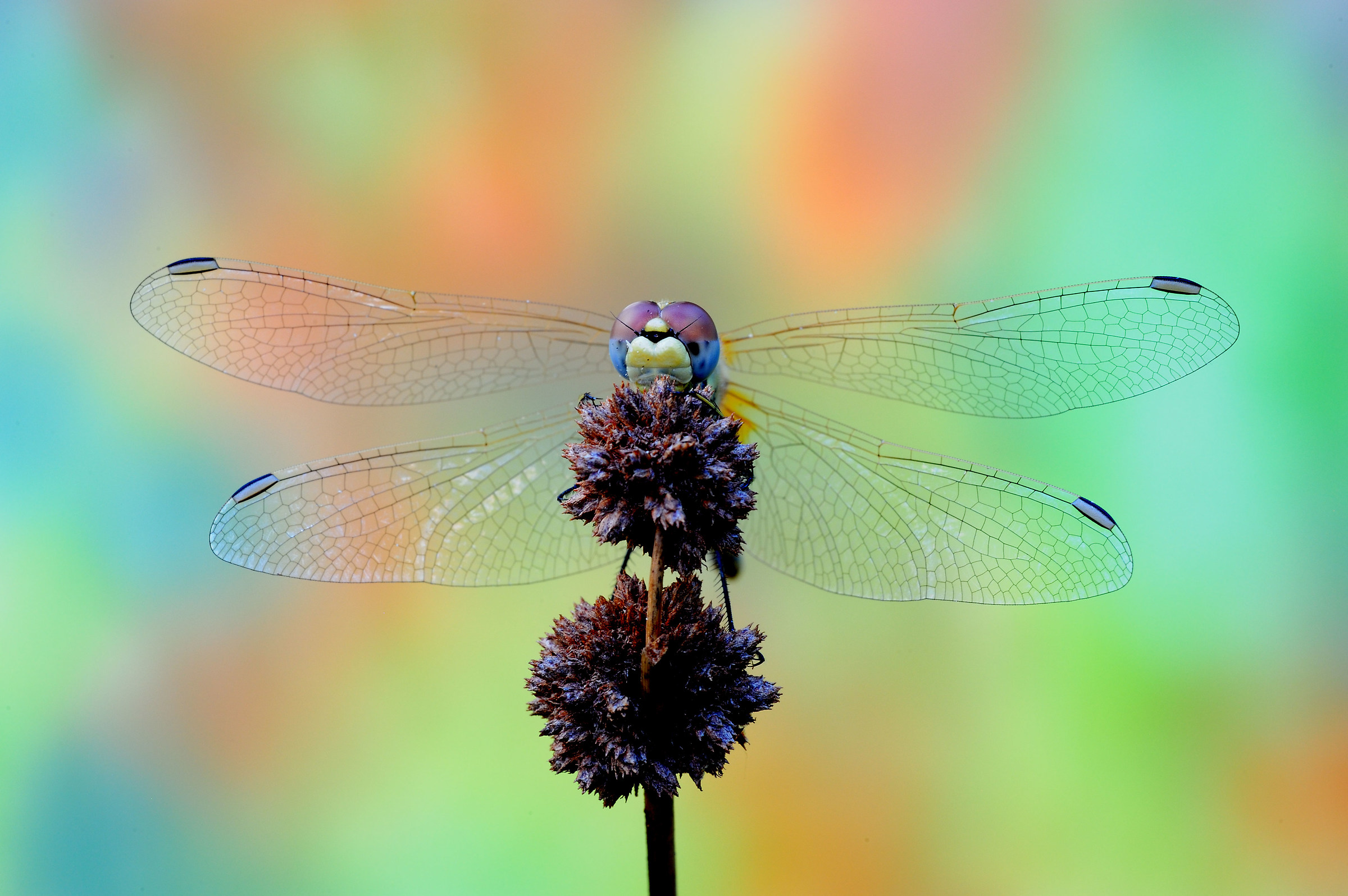 Dragonfly