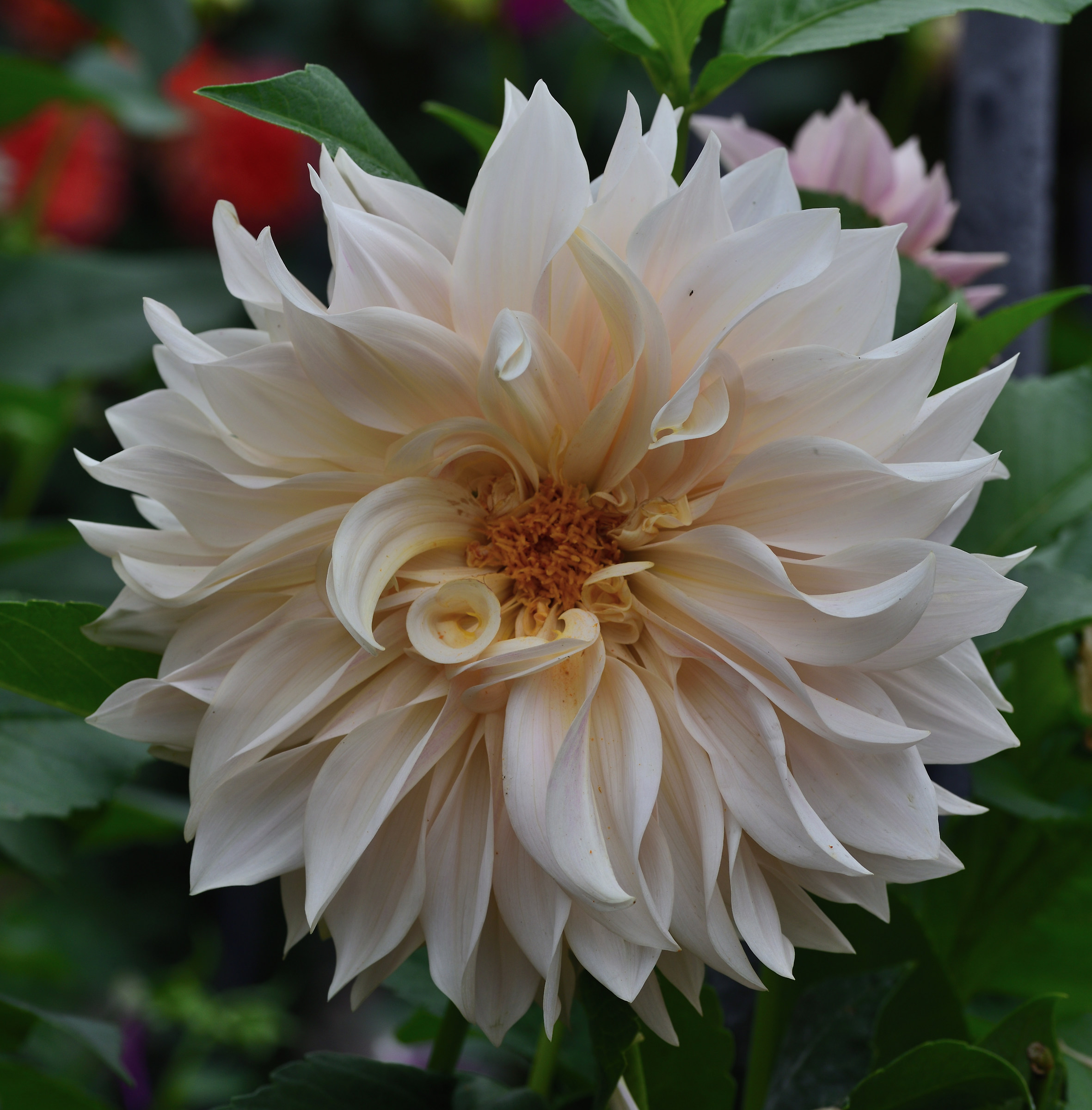 dahlia