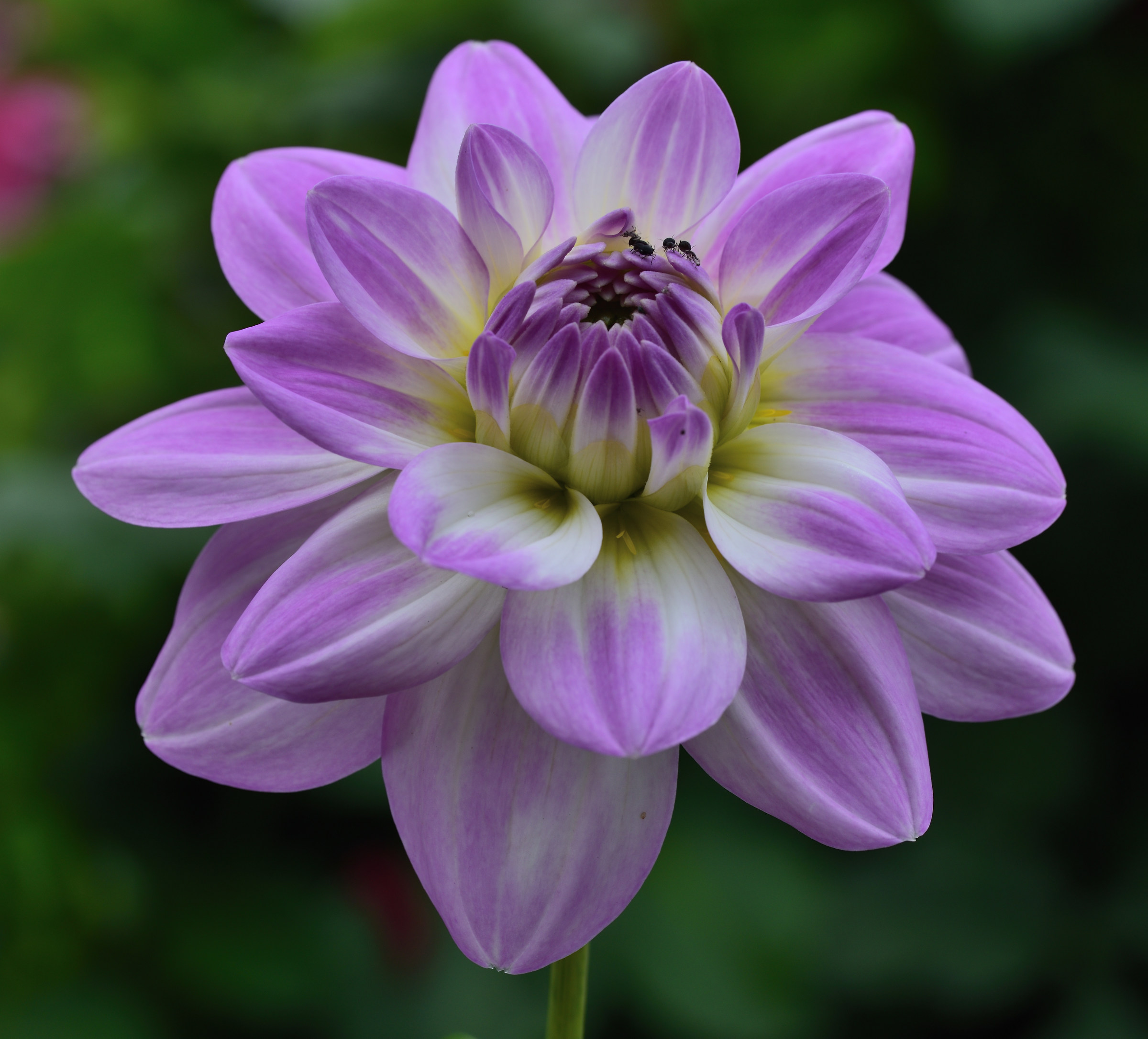 dahlia