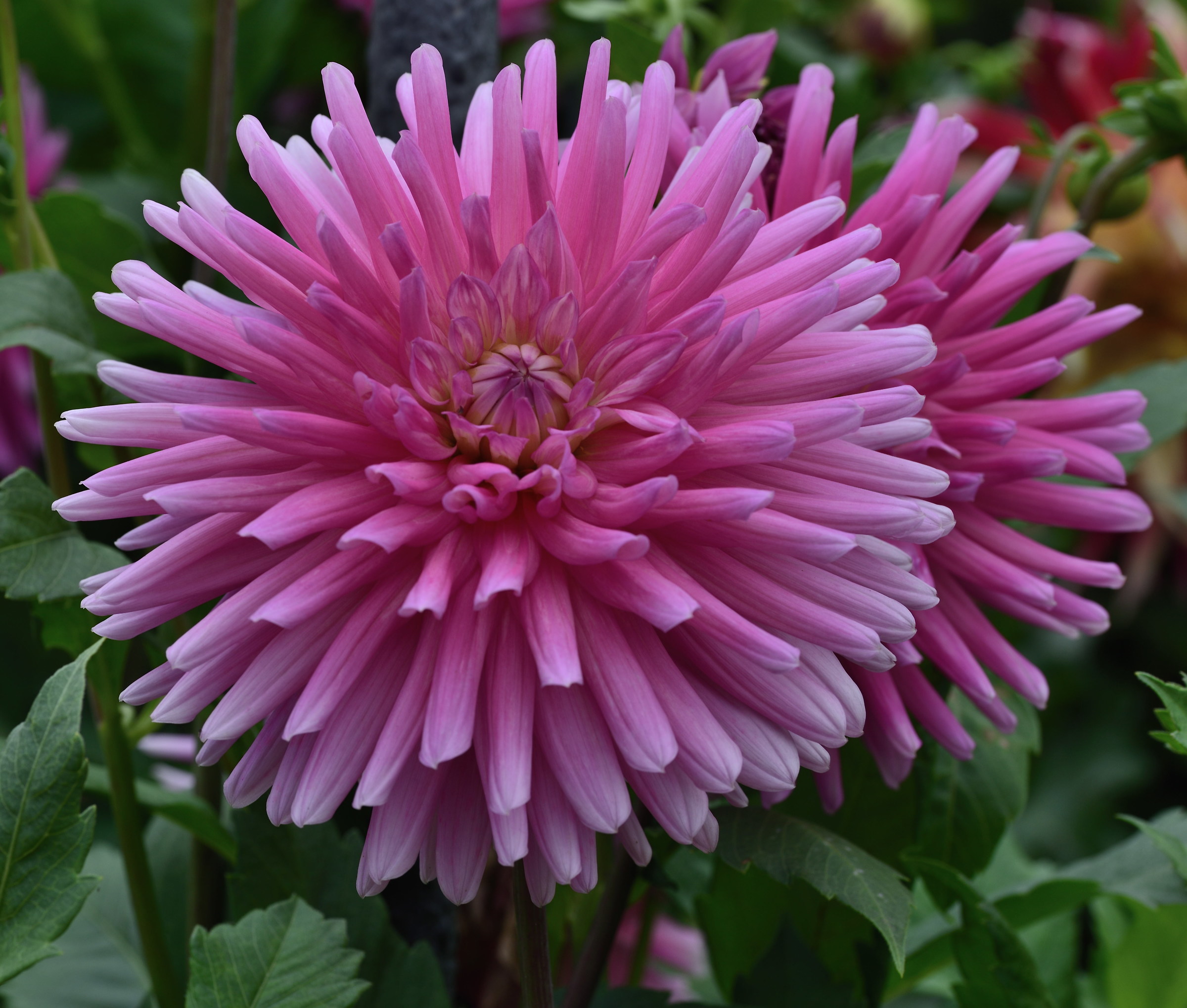 dahlia