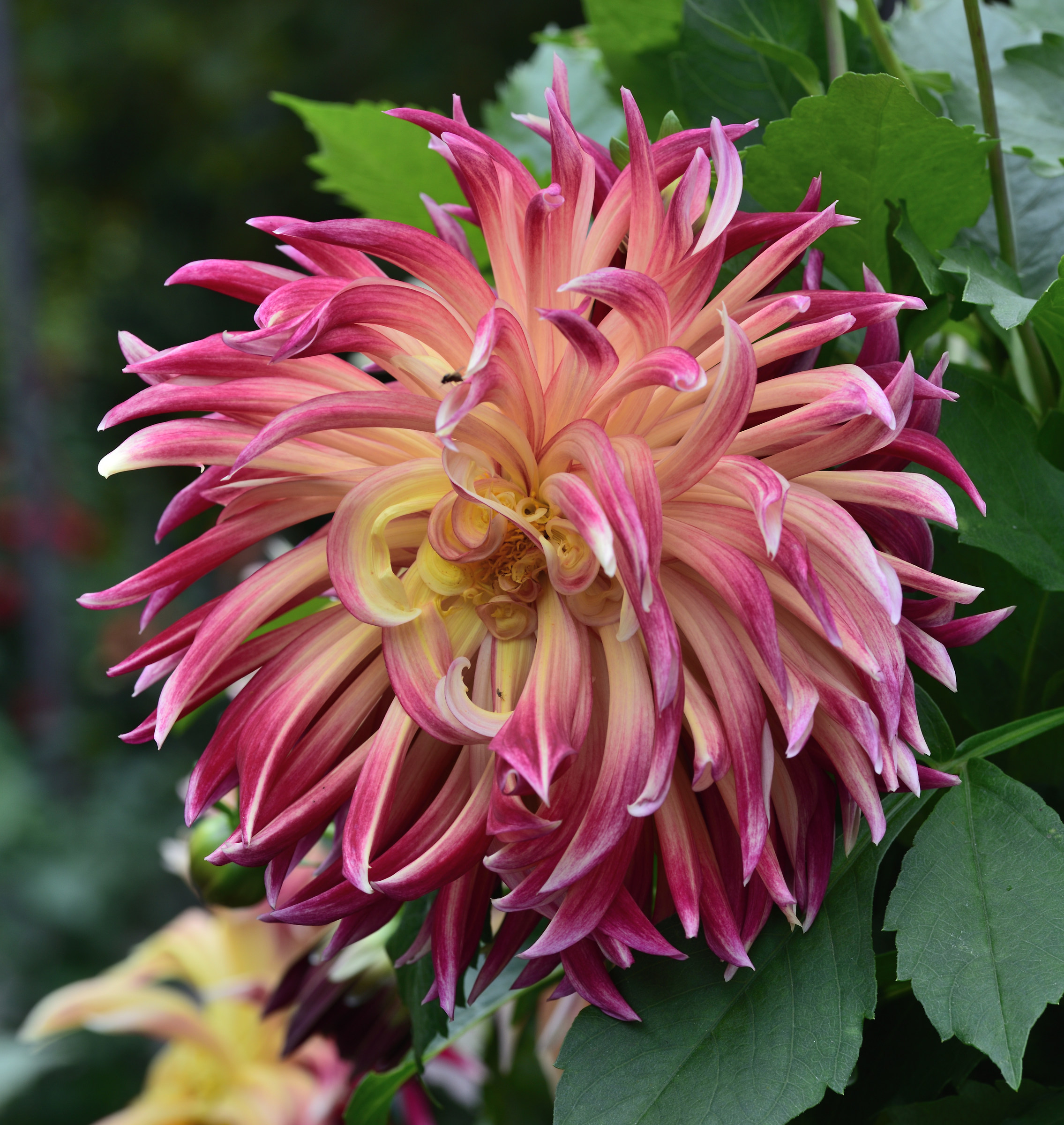 dahlia