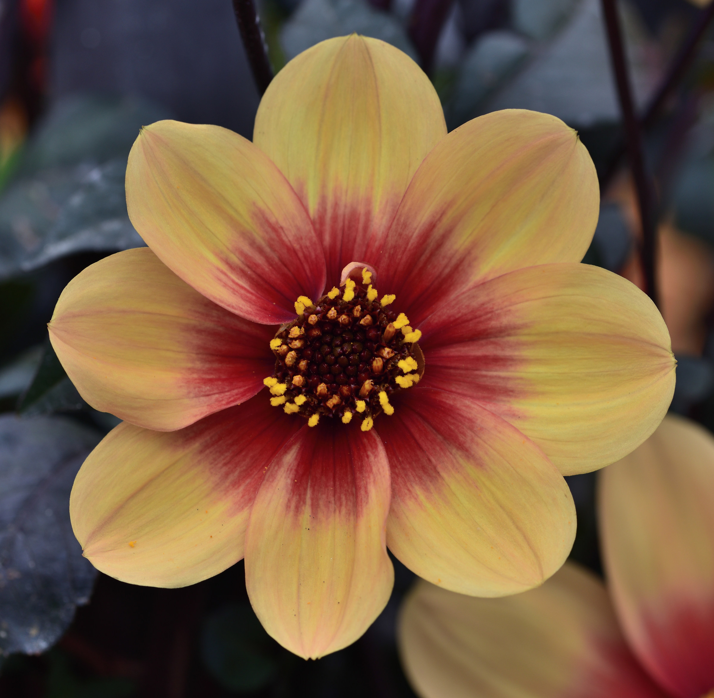 dahlia