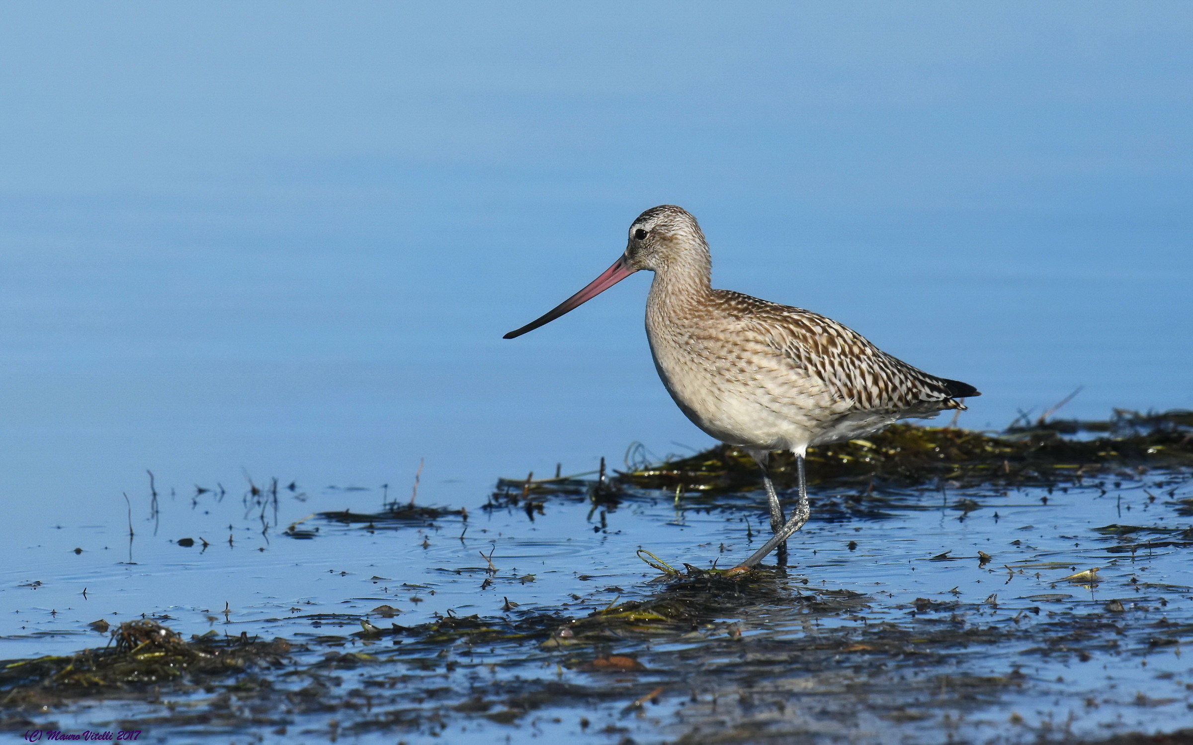 Little Piece (Limousin lapponica)
