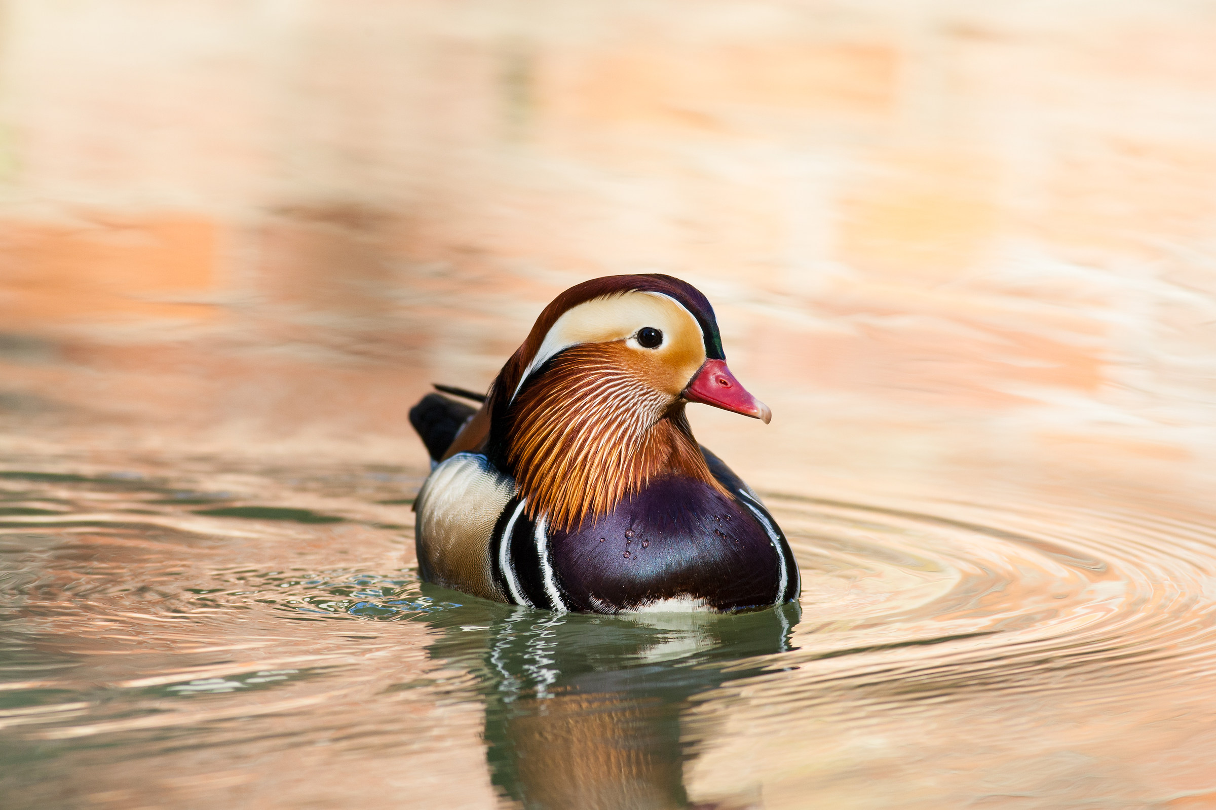 Mandarin duck