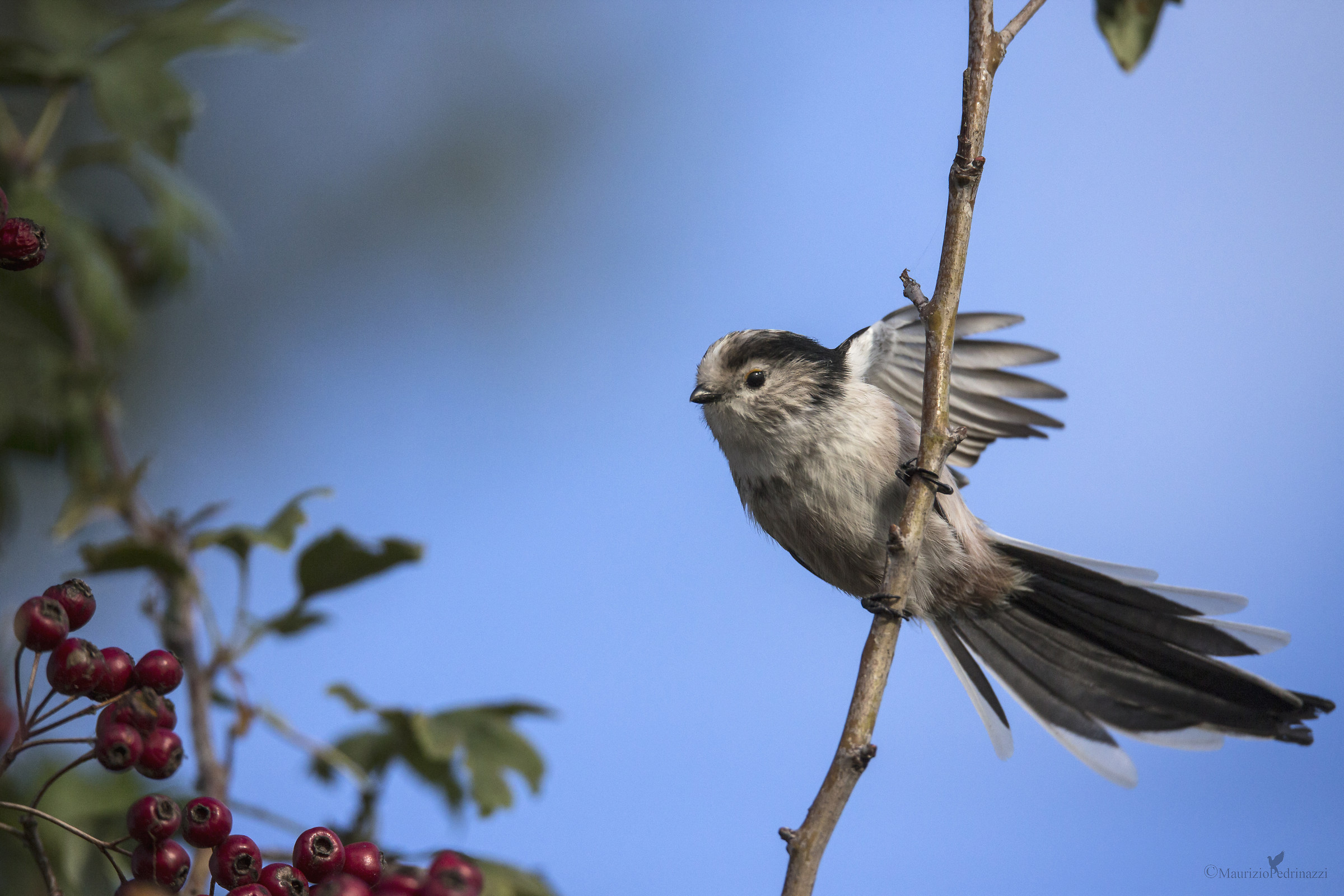 Codibugnolo Aegithalos caudatus.