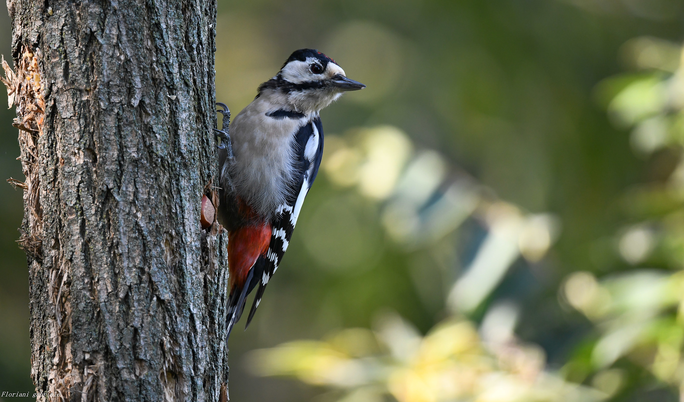 Big red woodpecker