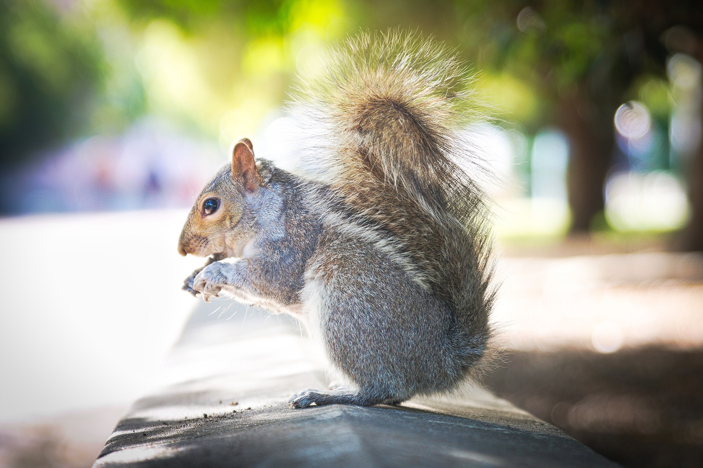 Squirrel at Company's Garden (Cape Town)