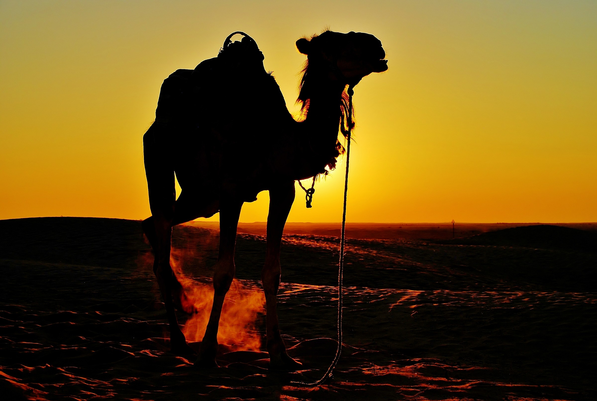 Dromedario sulle dune, al tramonto