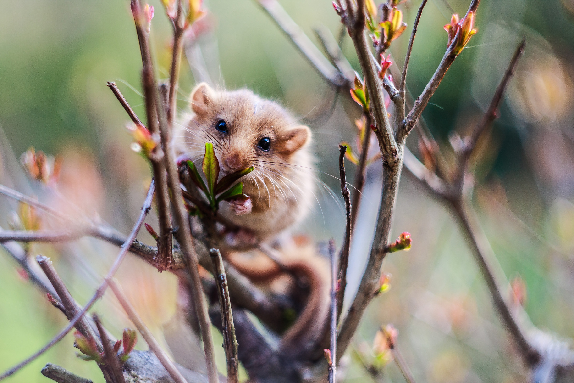 A garden in the garden