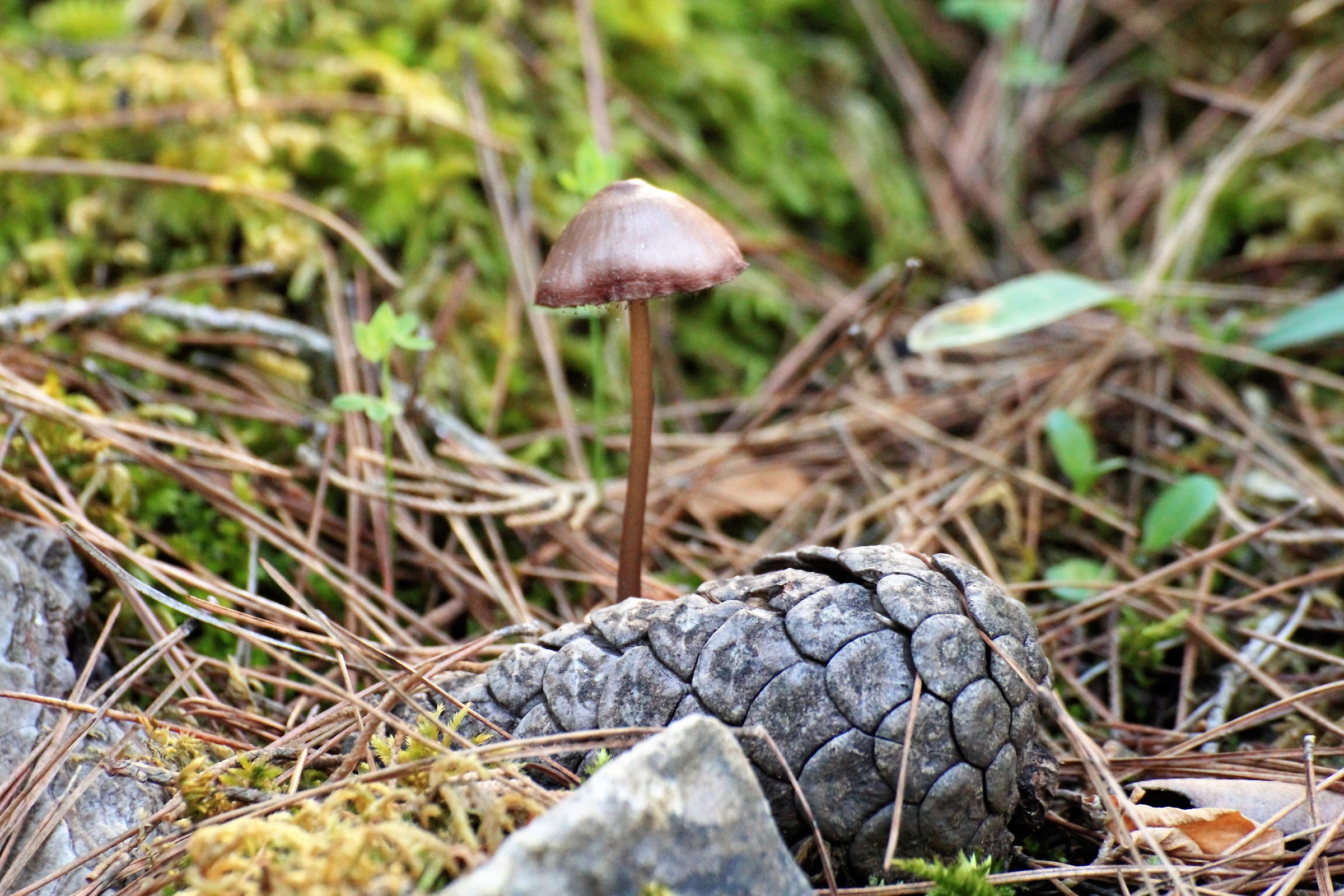l' autunno è arrivato