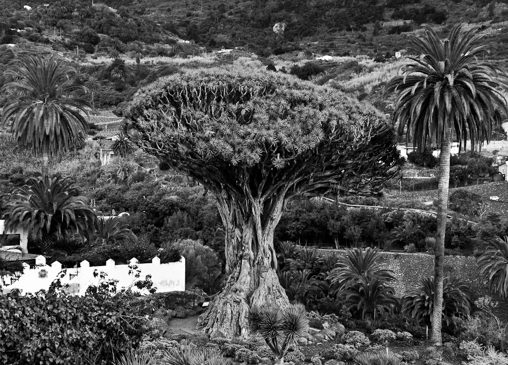 Il drago millenario 'Tenerife'