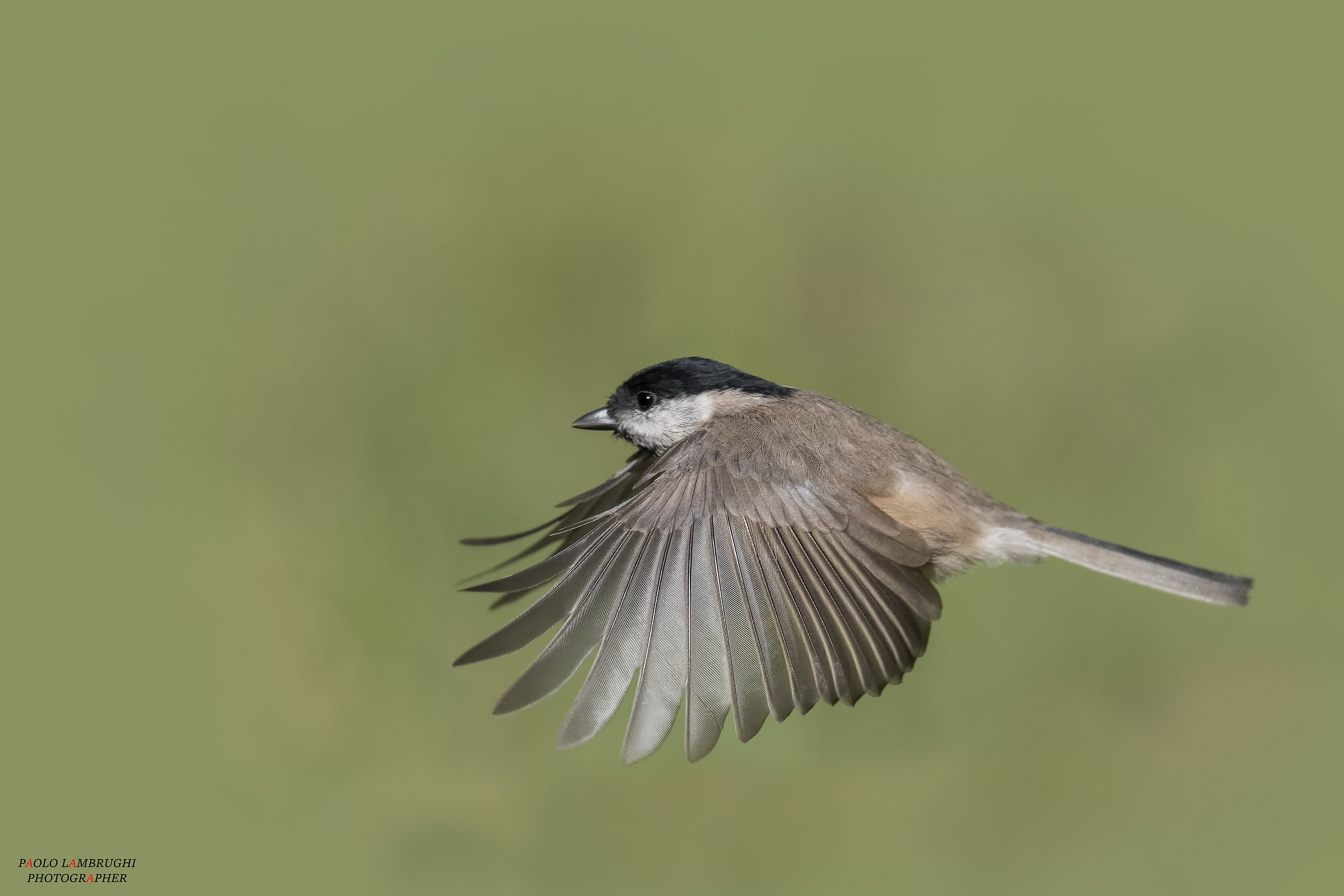 Cincia Bigia in volo