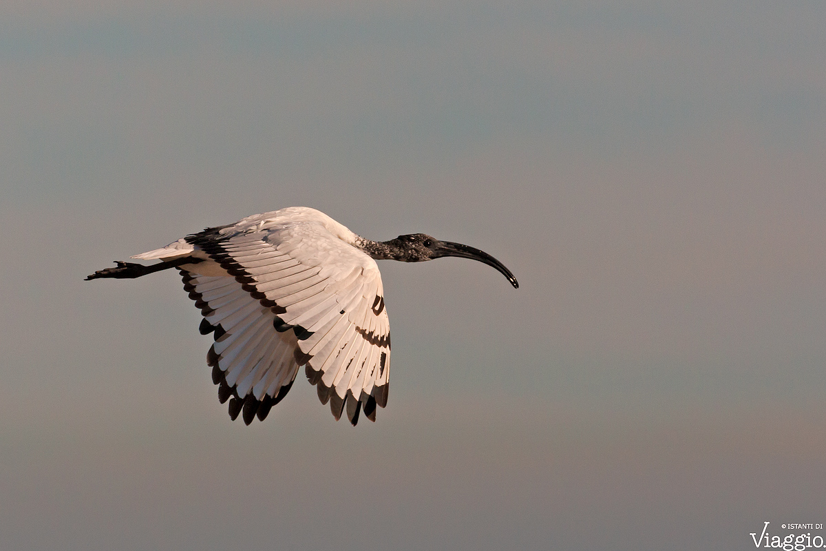 Ibis Sacro in volo.