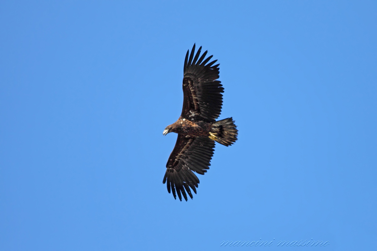 Sea eagle young