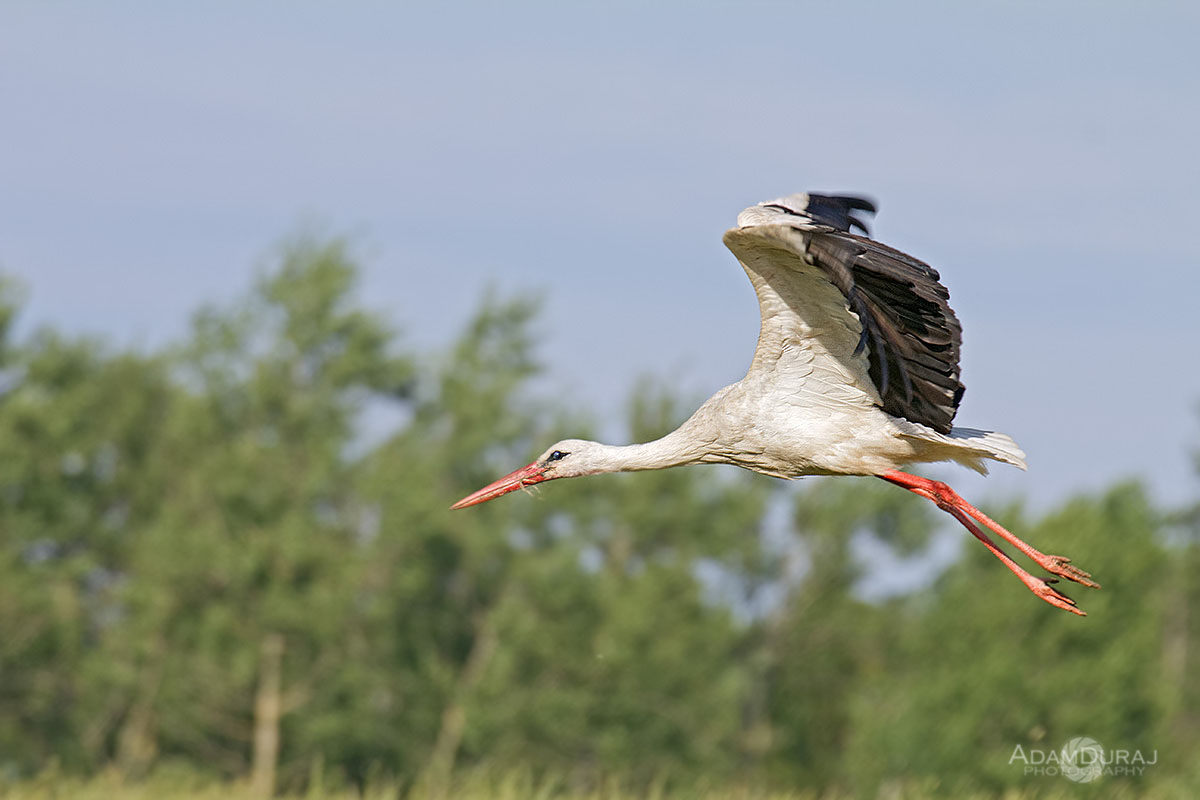 White Stork in flight