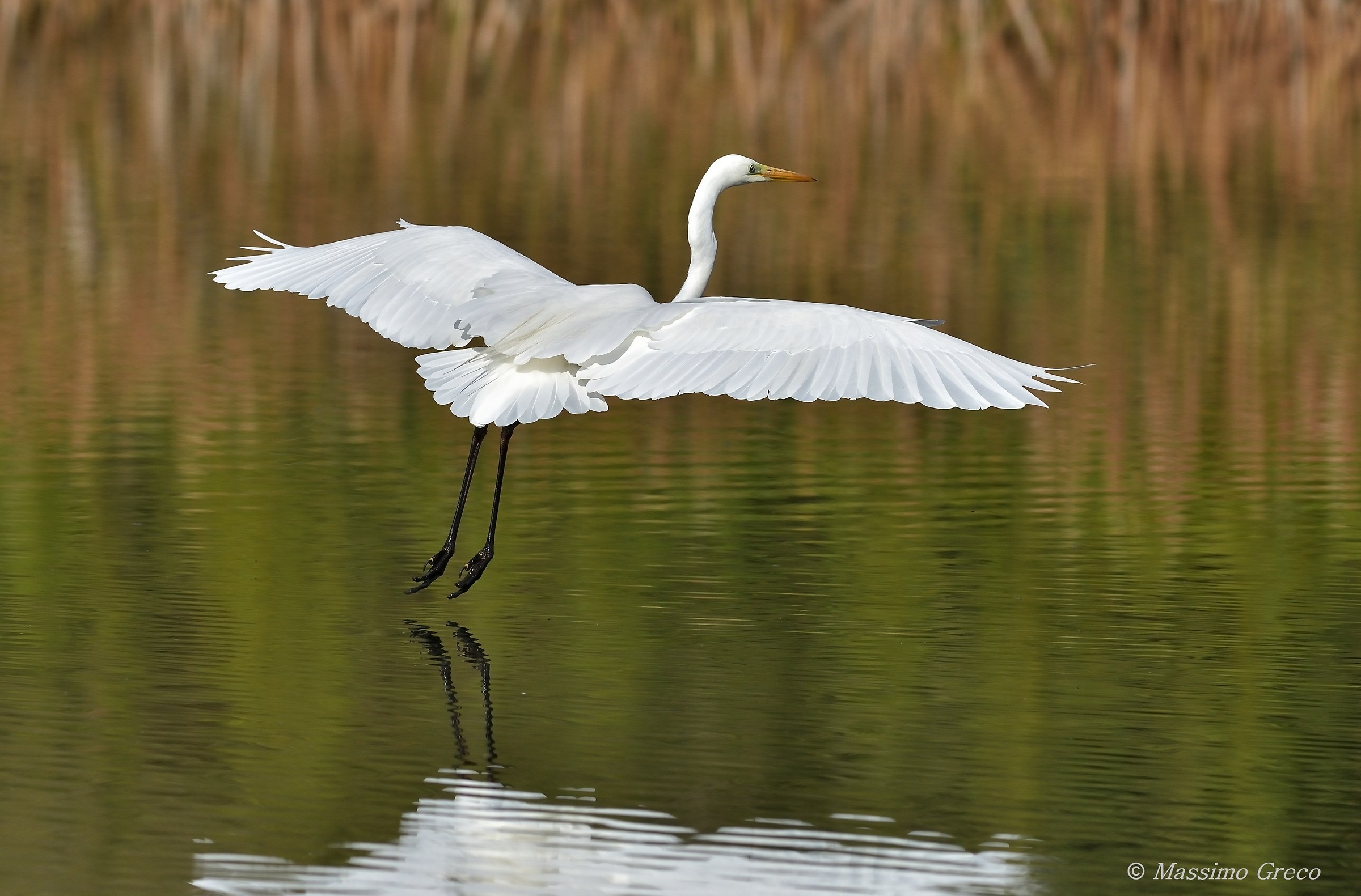 Airone bianco maggiore